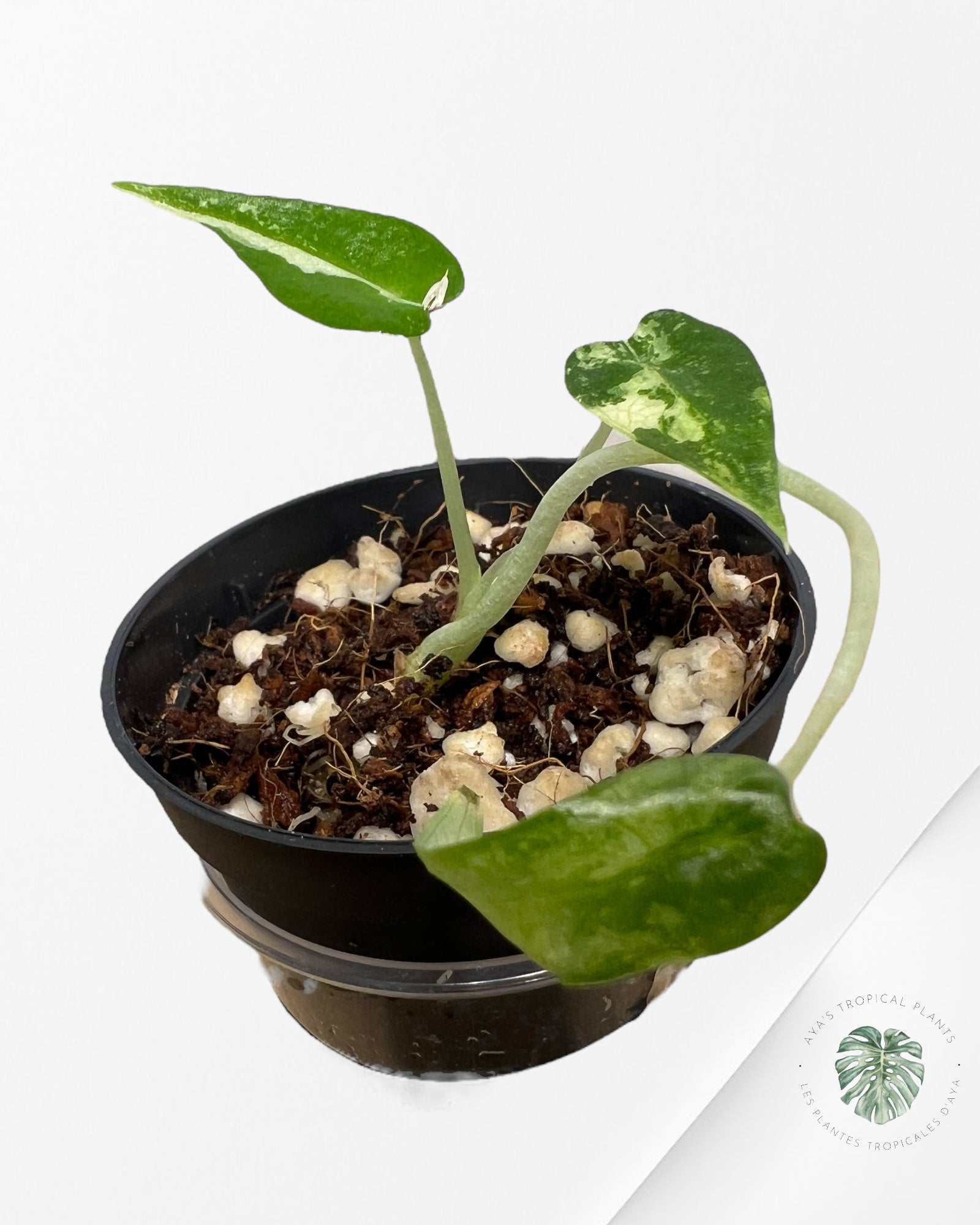 Alocasia Bambino Variegated - 60