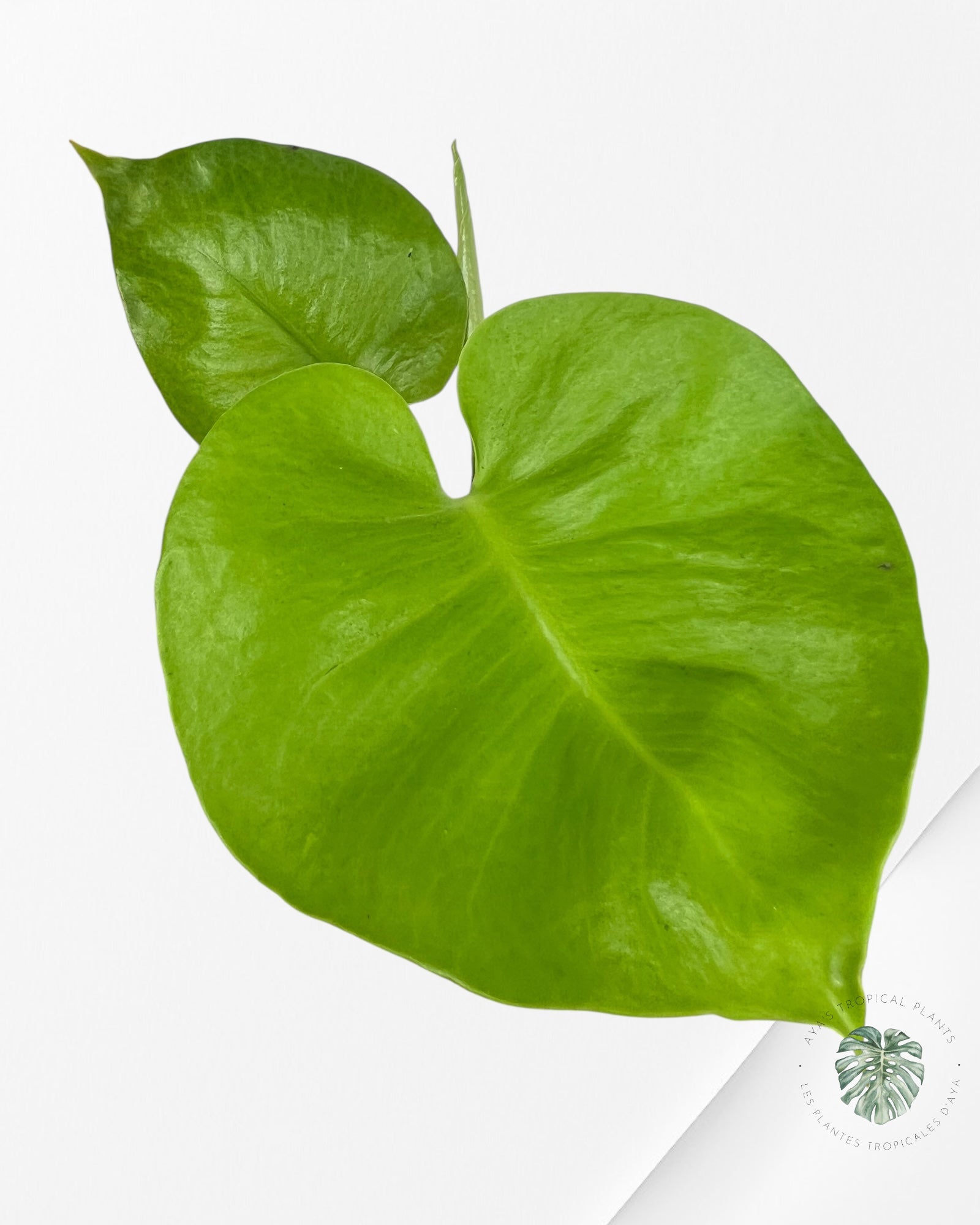 Monstera deliciosa 'Lemon Lime' - F4