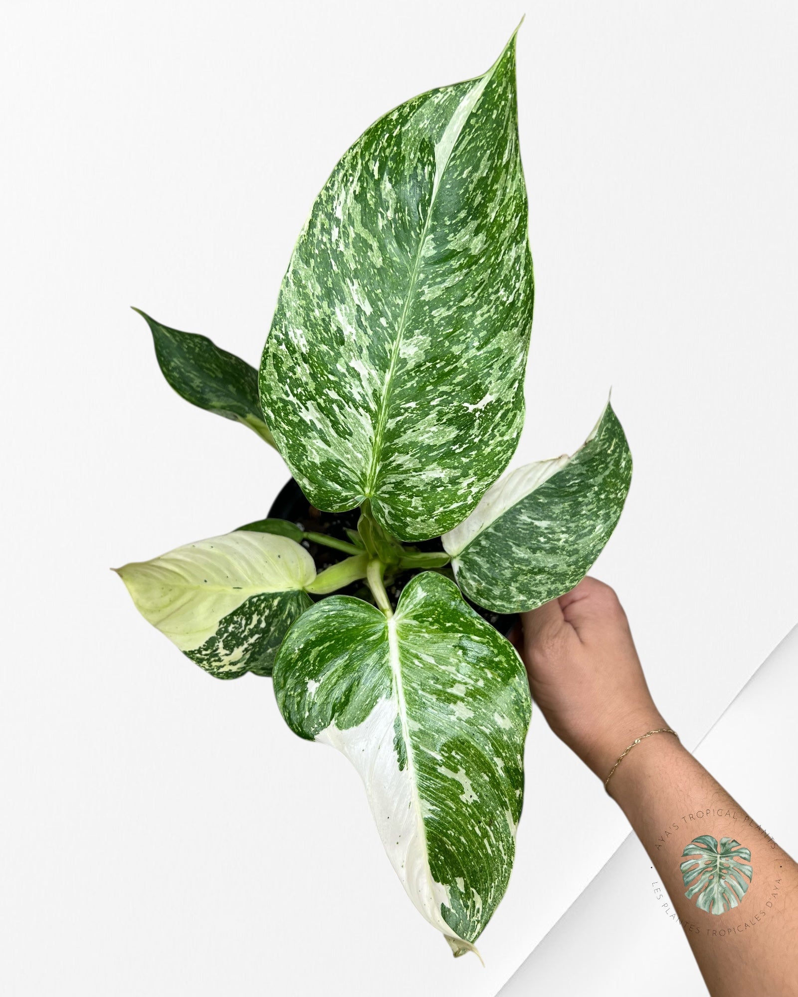 Philodendron Jose Buono - 104