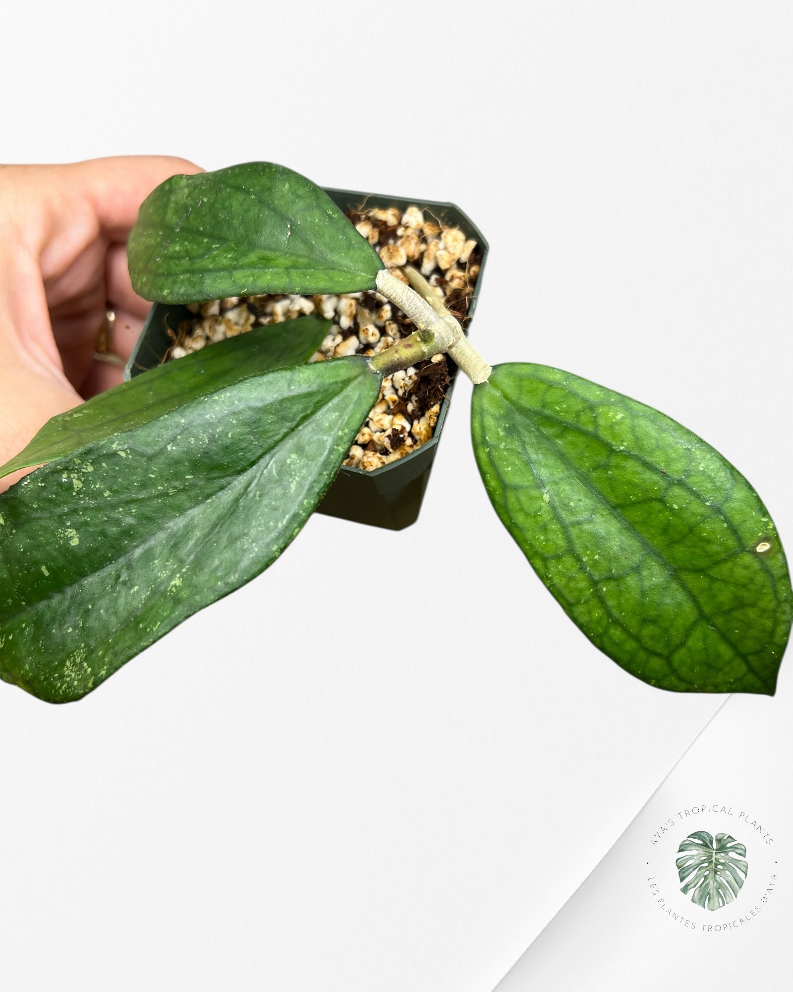 Hoya cv. 'Jennifer' - F8