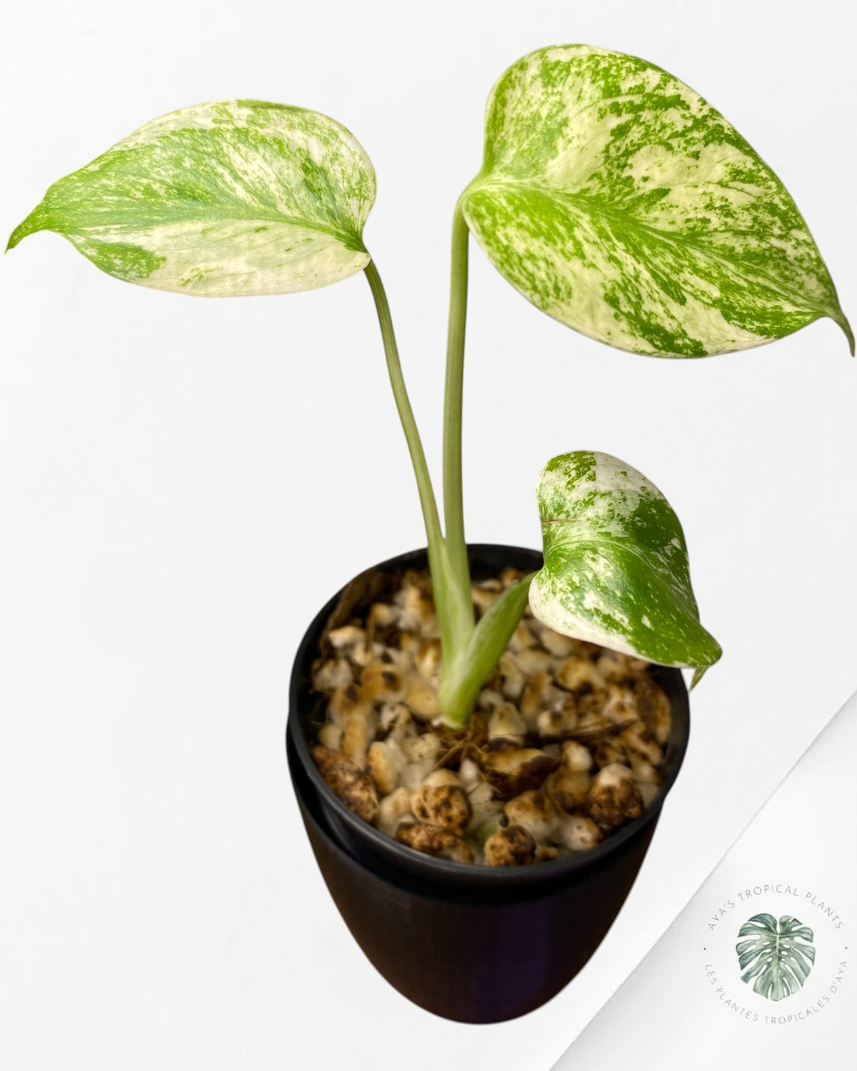 Monstera Deliciosa “Starlight”