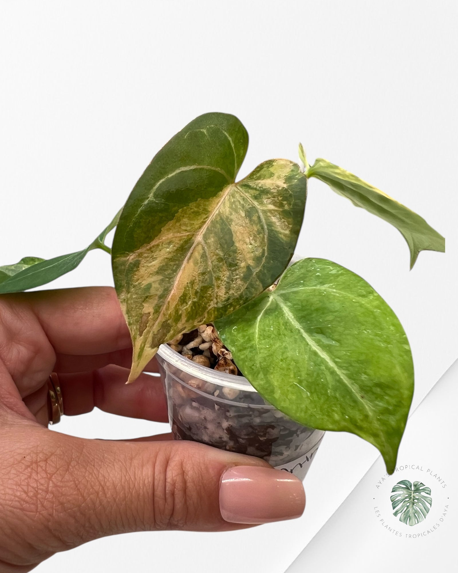 Anthurium Magna x Portillae  *Hellboy* Variegated