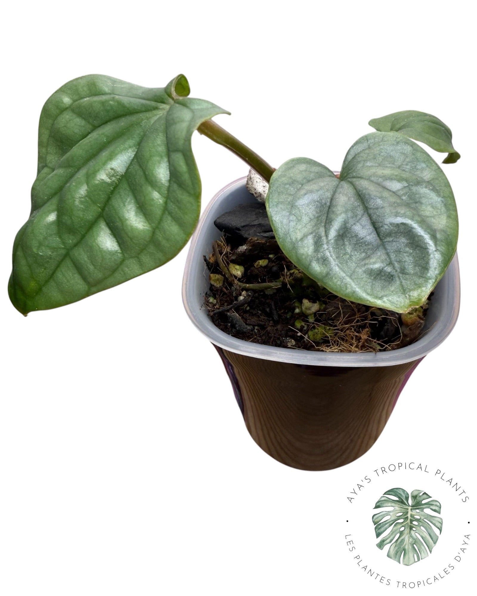 Anthurium Luxurians