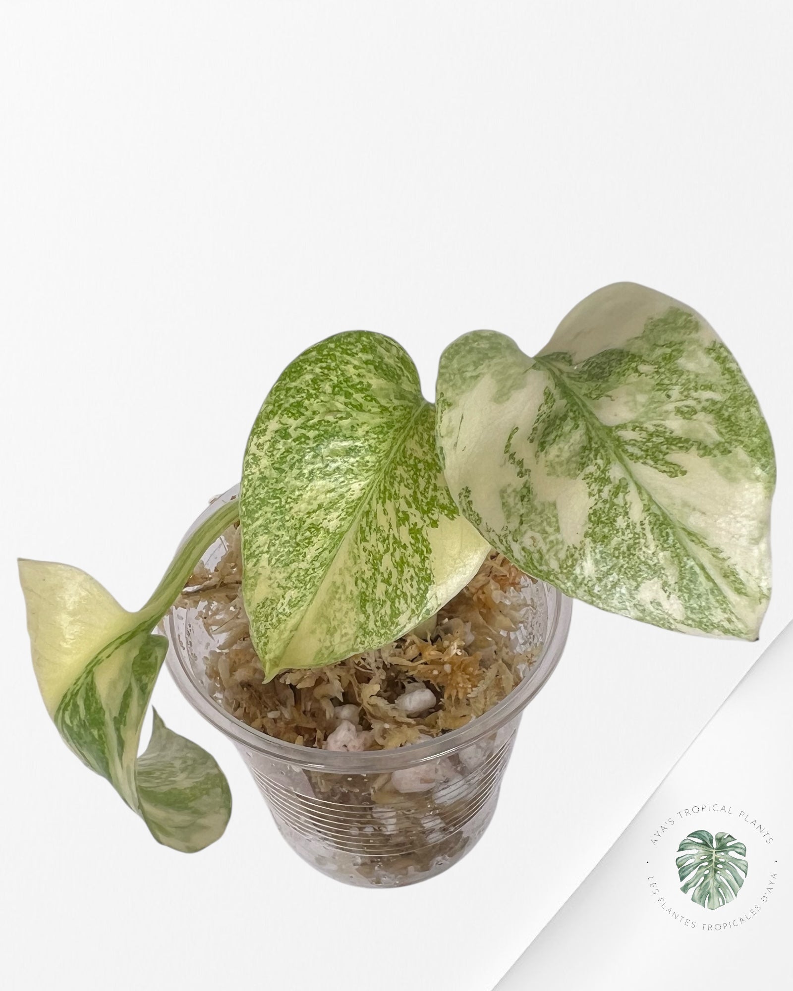 Monstera Thai Constellation Creme Brûlée (Grade A) - TC30