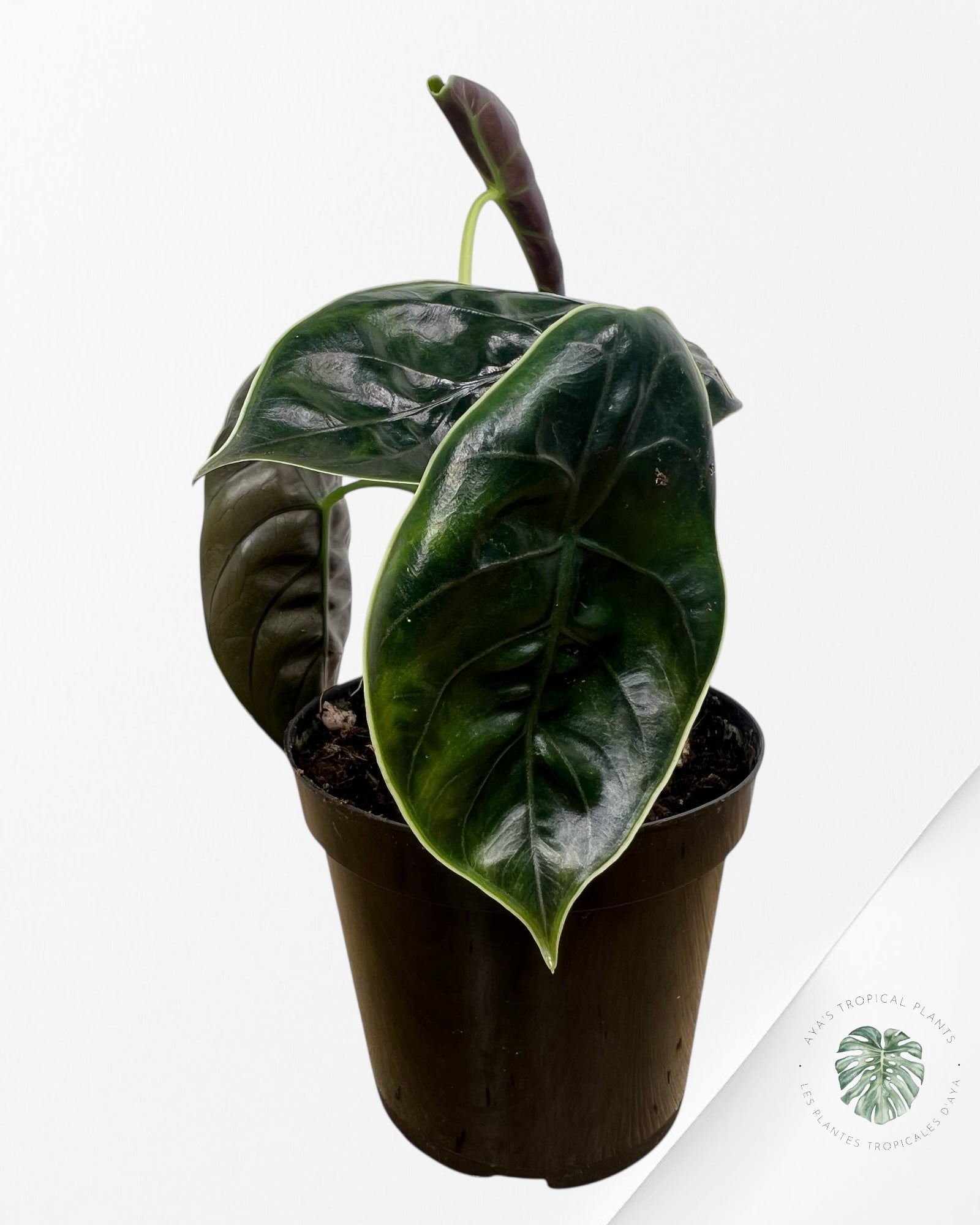 Alocasia azlanii - F3