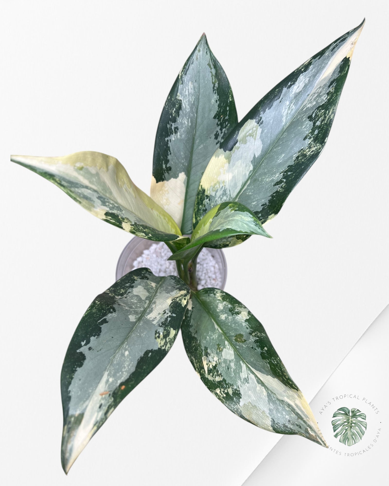 Aglaonema Suwarnabhumi-1