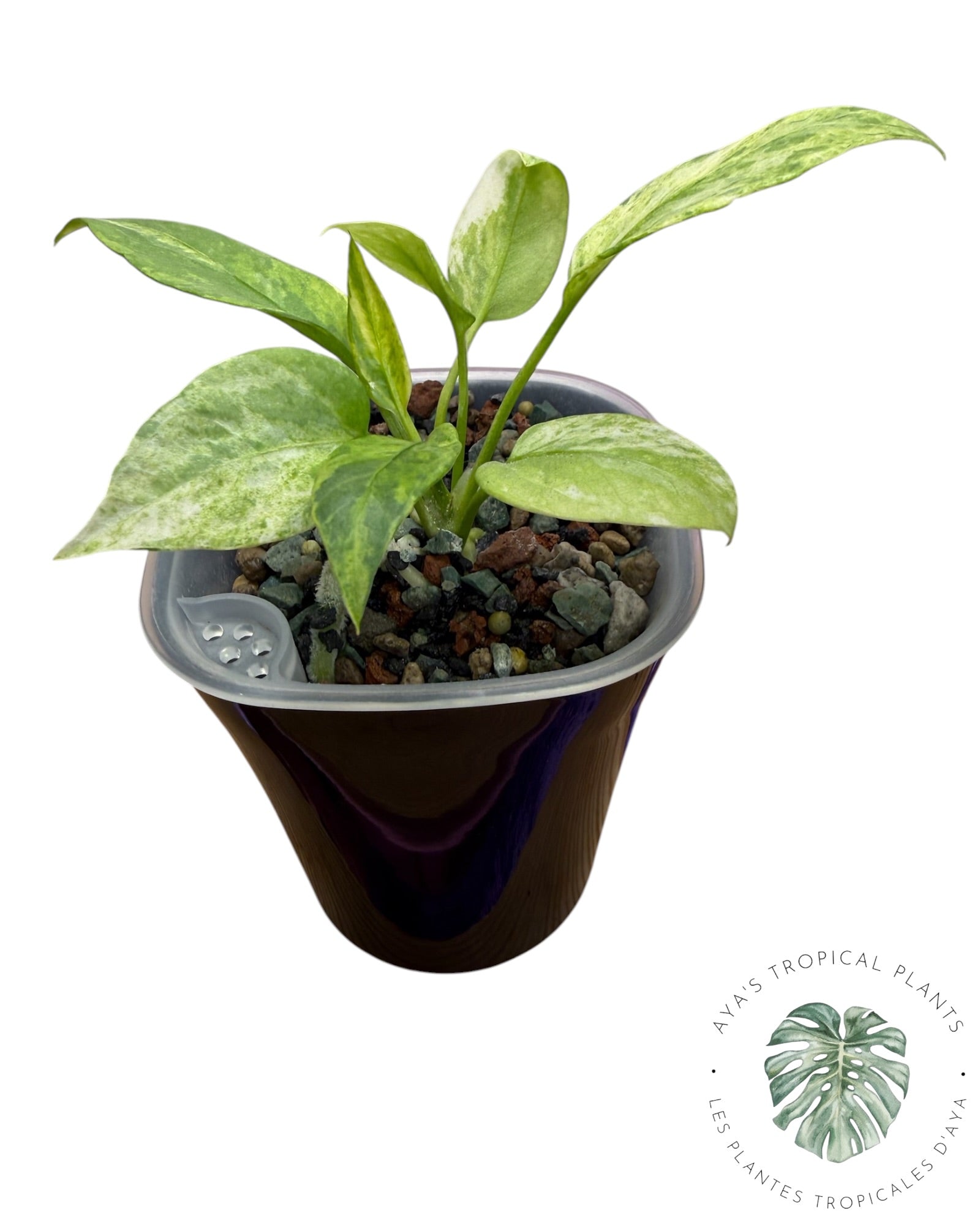 Anthurium Vittarifolium panaché