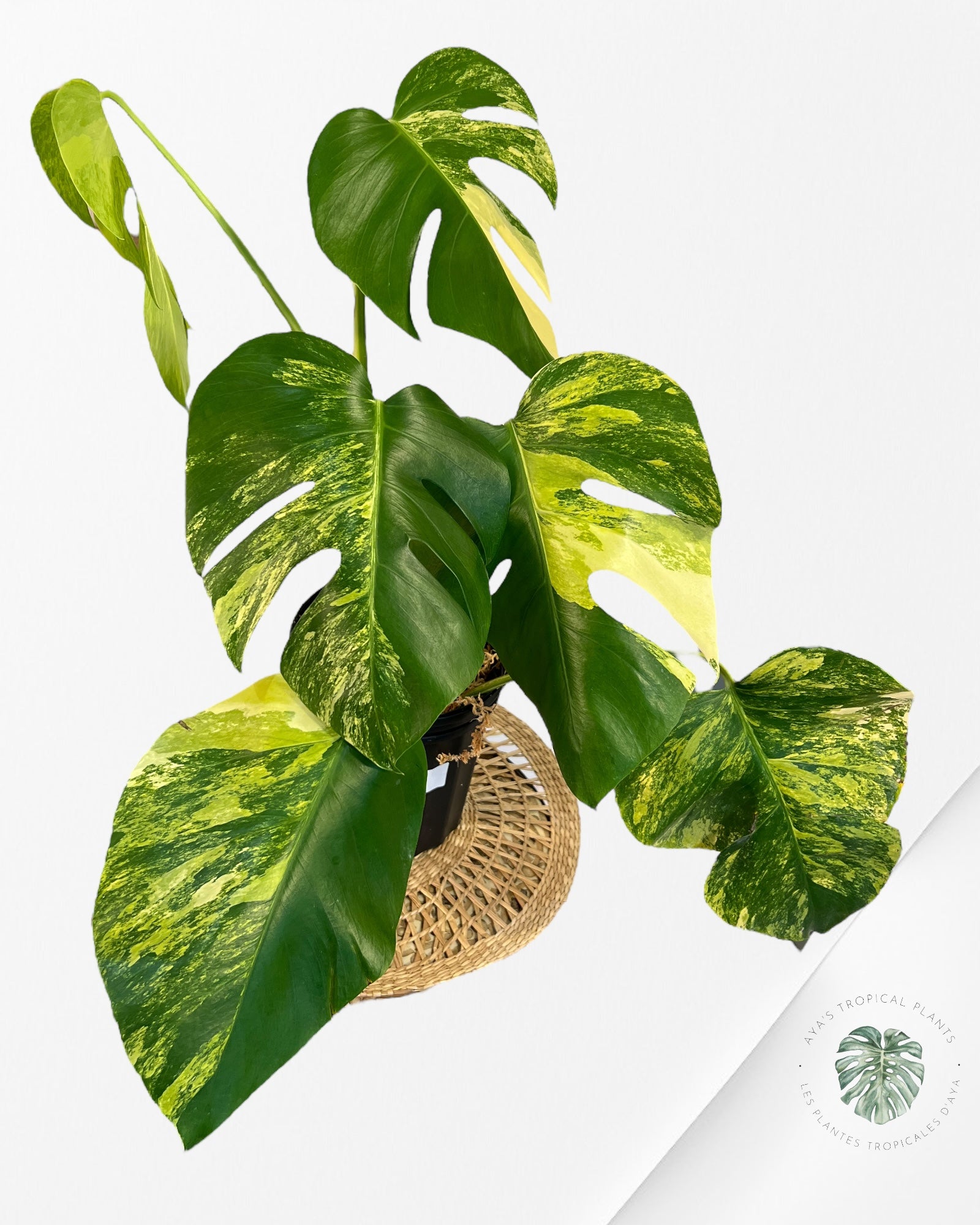 Monstera Aurea -JA1