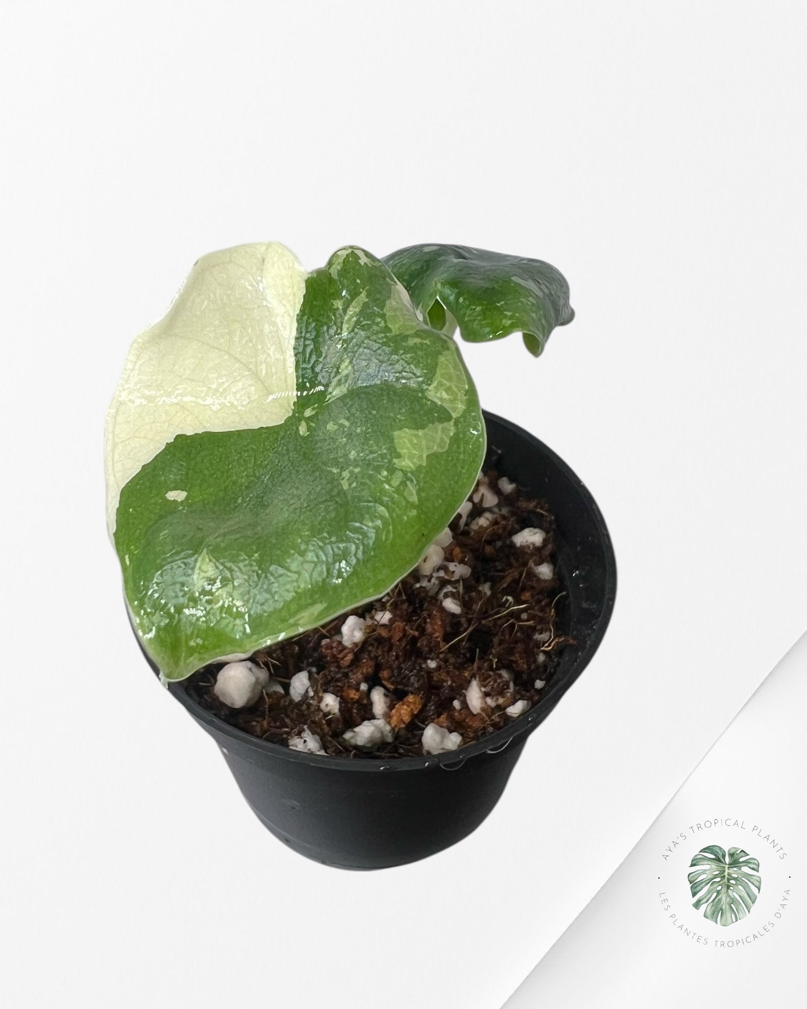 Alocasia Melo Variegated (Albo) - TC02