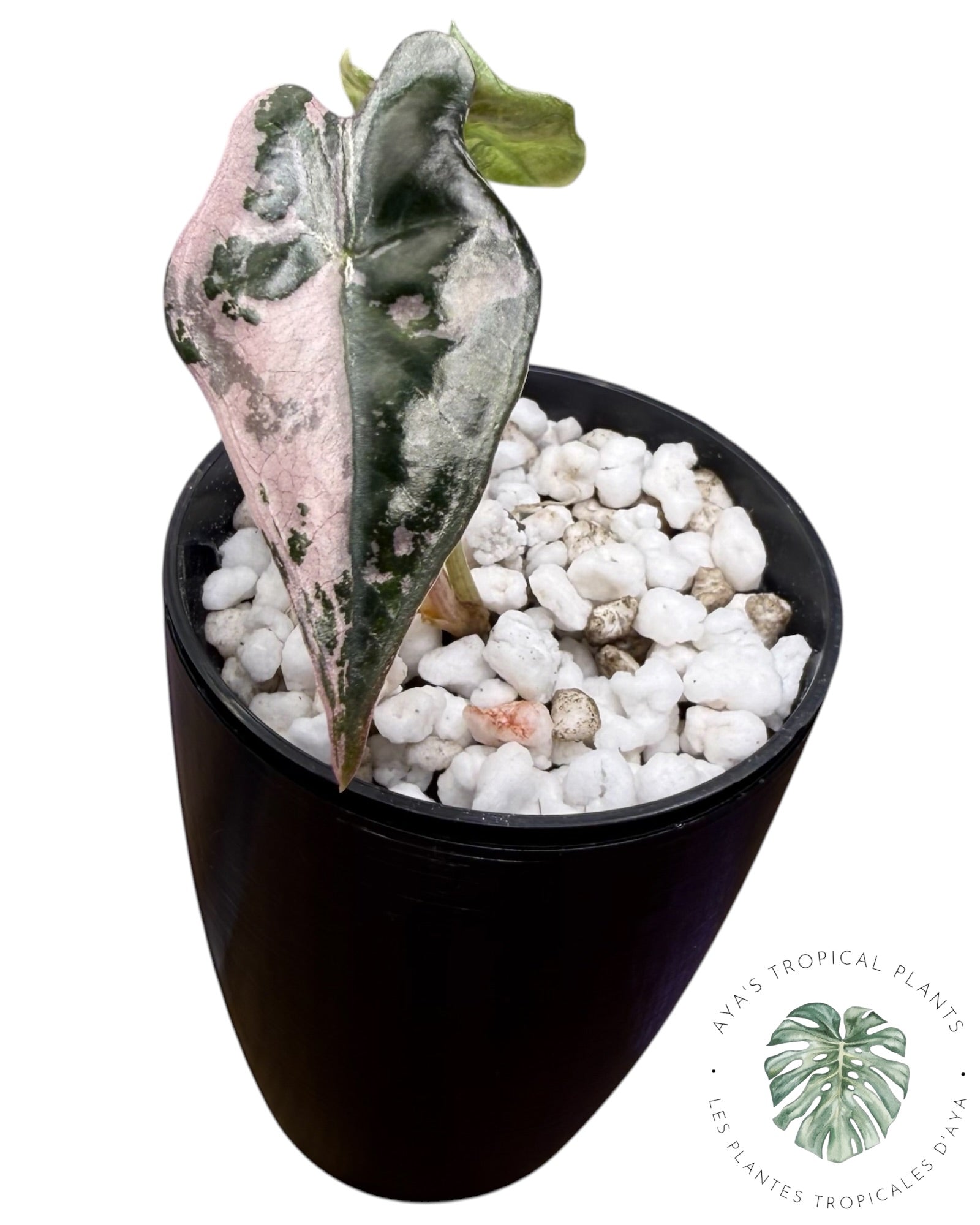 Alocasia Nobilis rose panaché