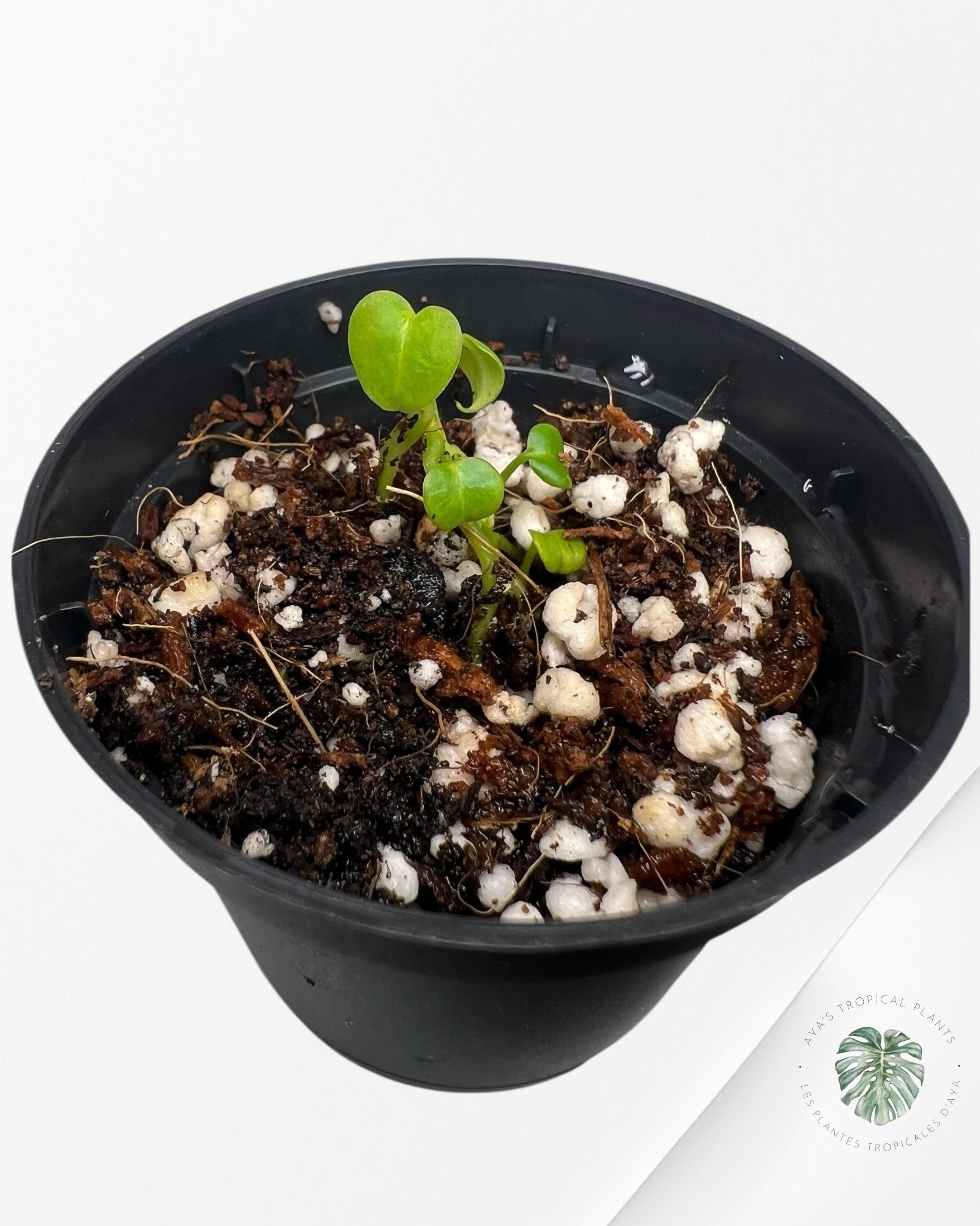 Anthurium violet cristallinum - TC3