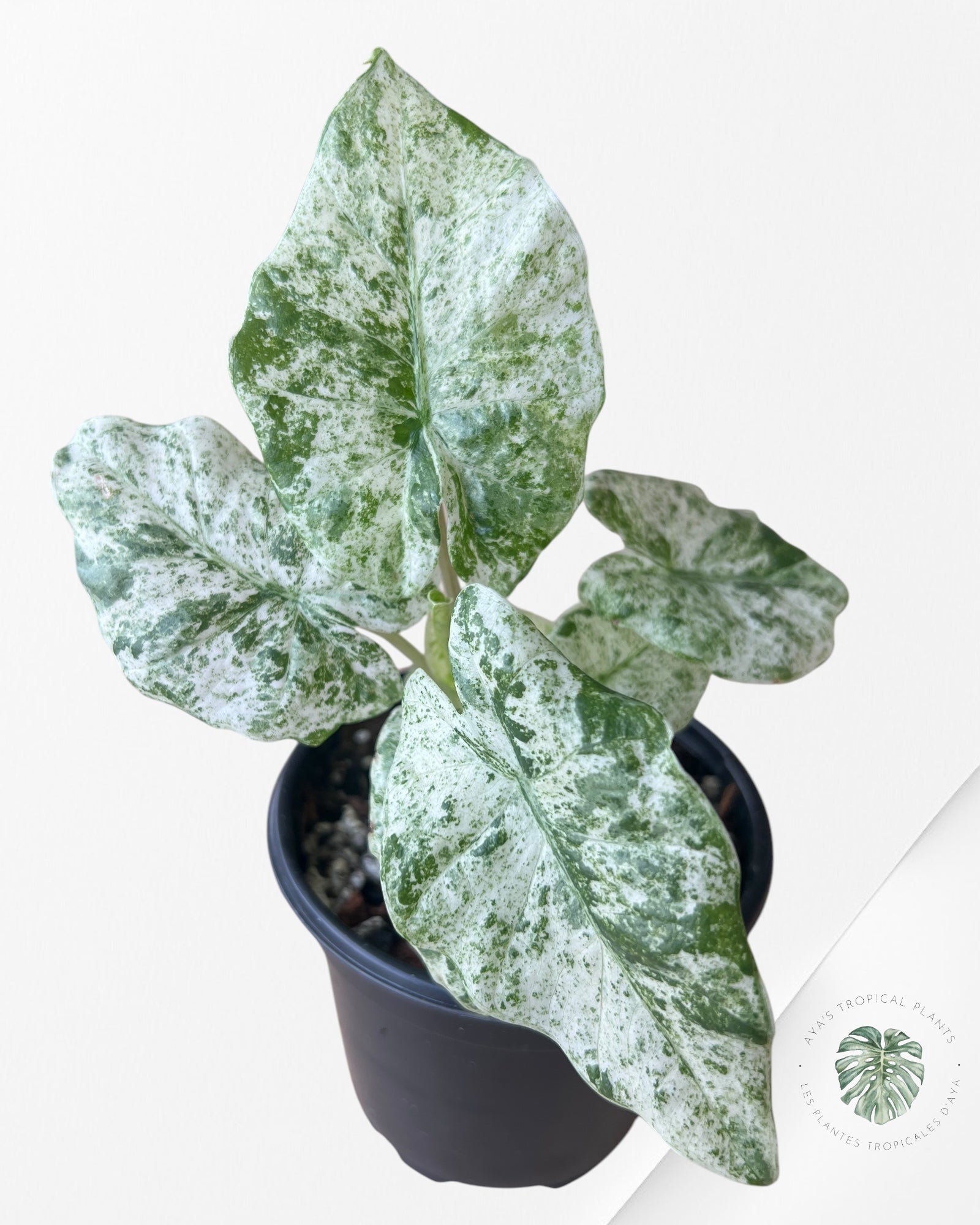 Alocasia macrorrhiza 'Camouflage'-F