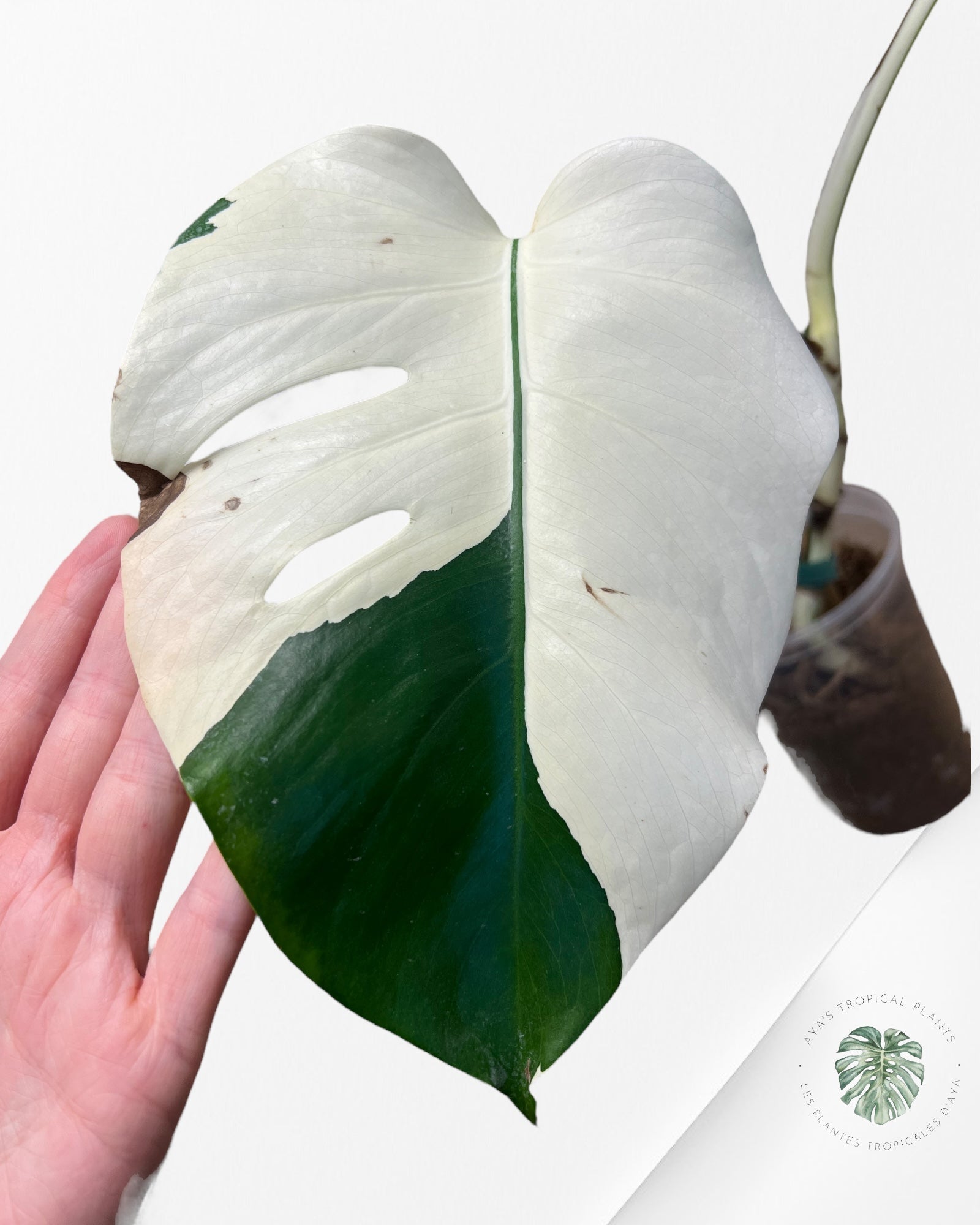 Monstera Borsigiana Albo-JA1200