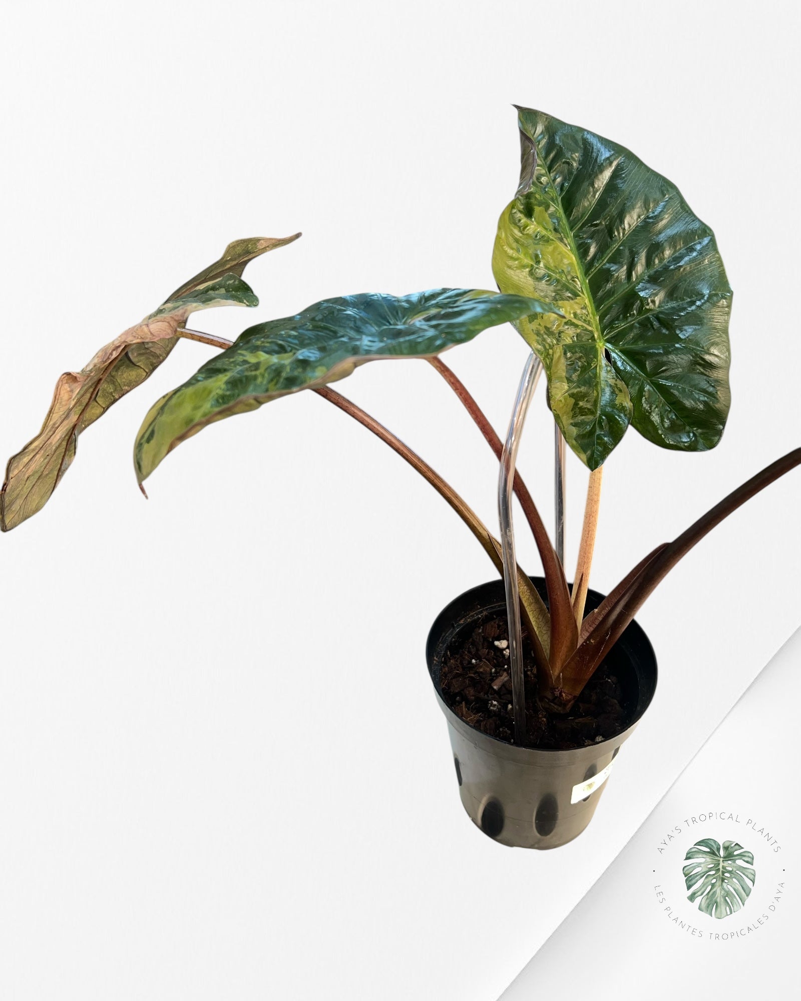 Alocasia 'Yucatan Princess' variegated - F1