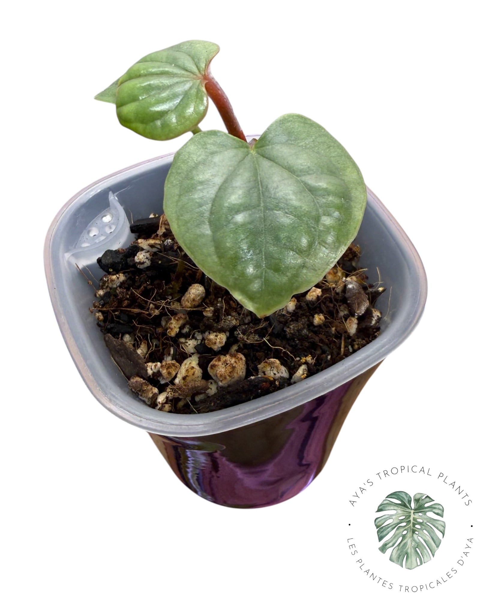 Anthurium Luxurians