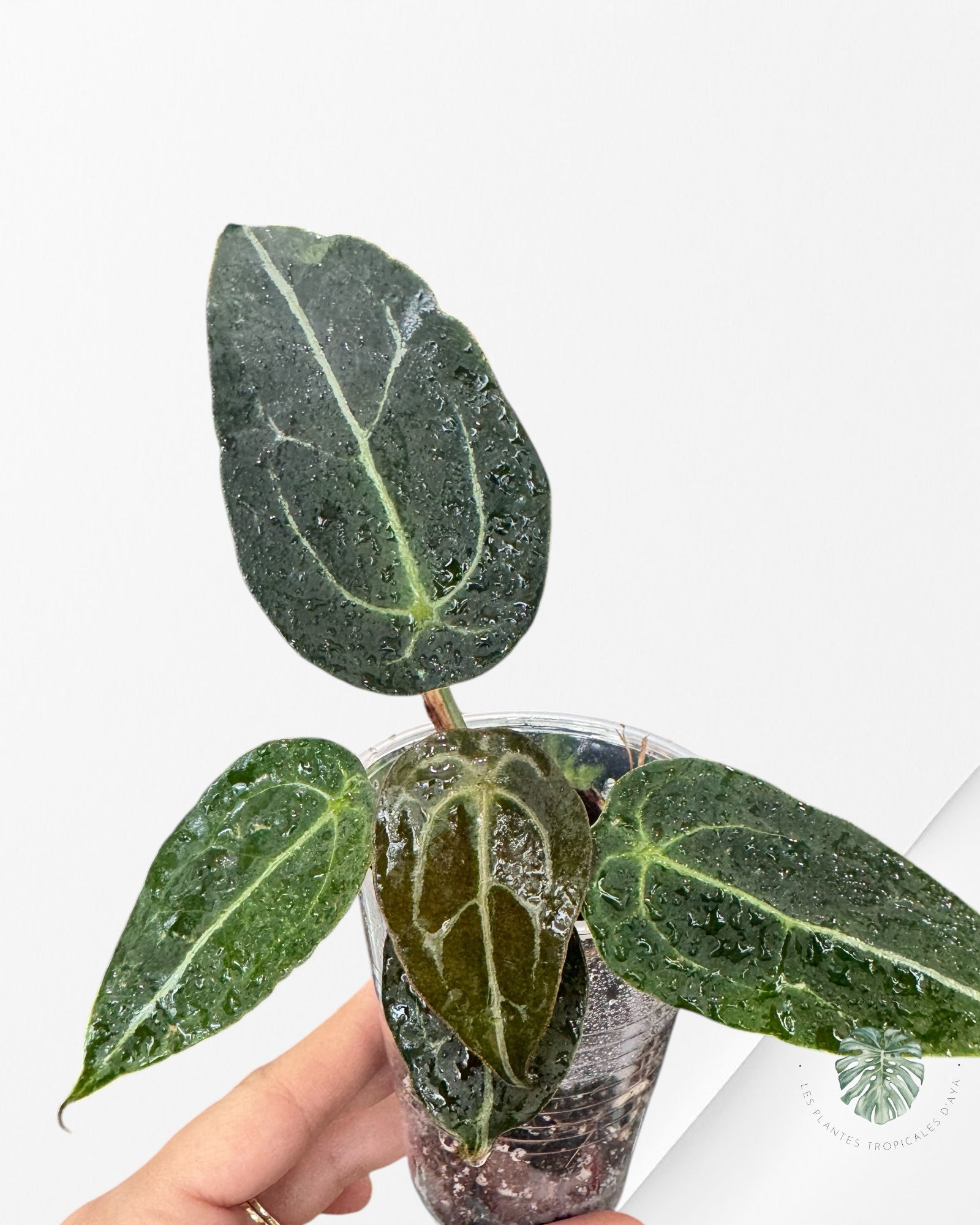 Anthurium Forgetii -02