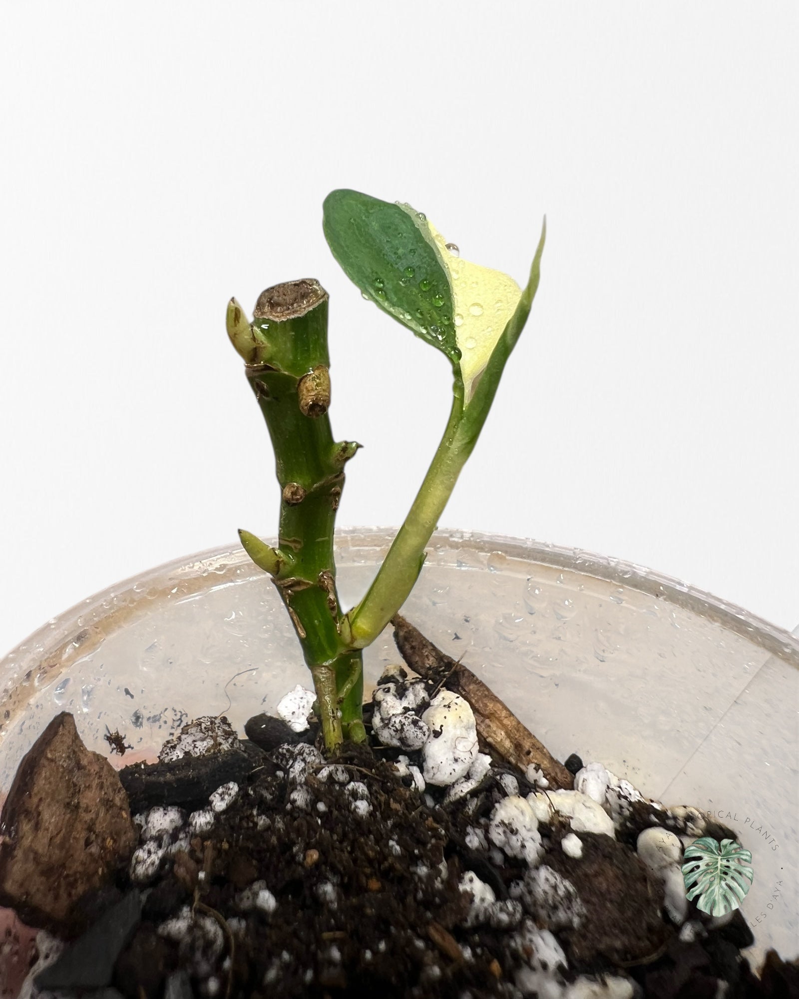 Monstera Acuminata Albo - LU2
