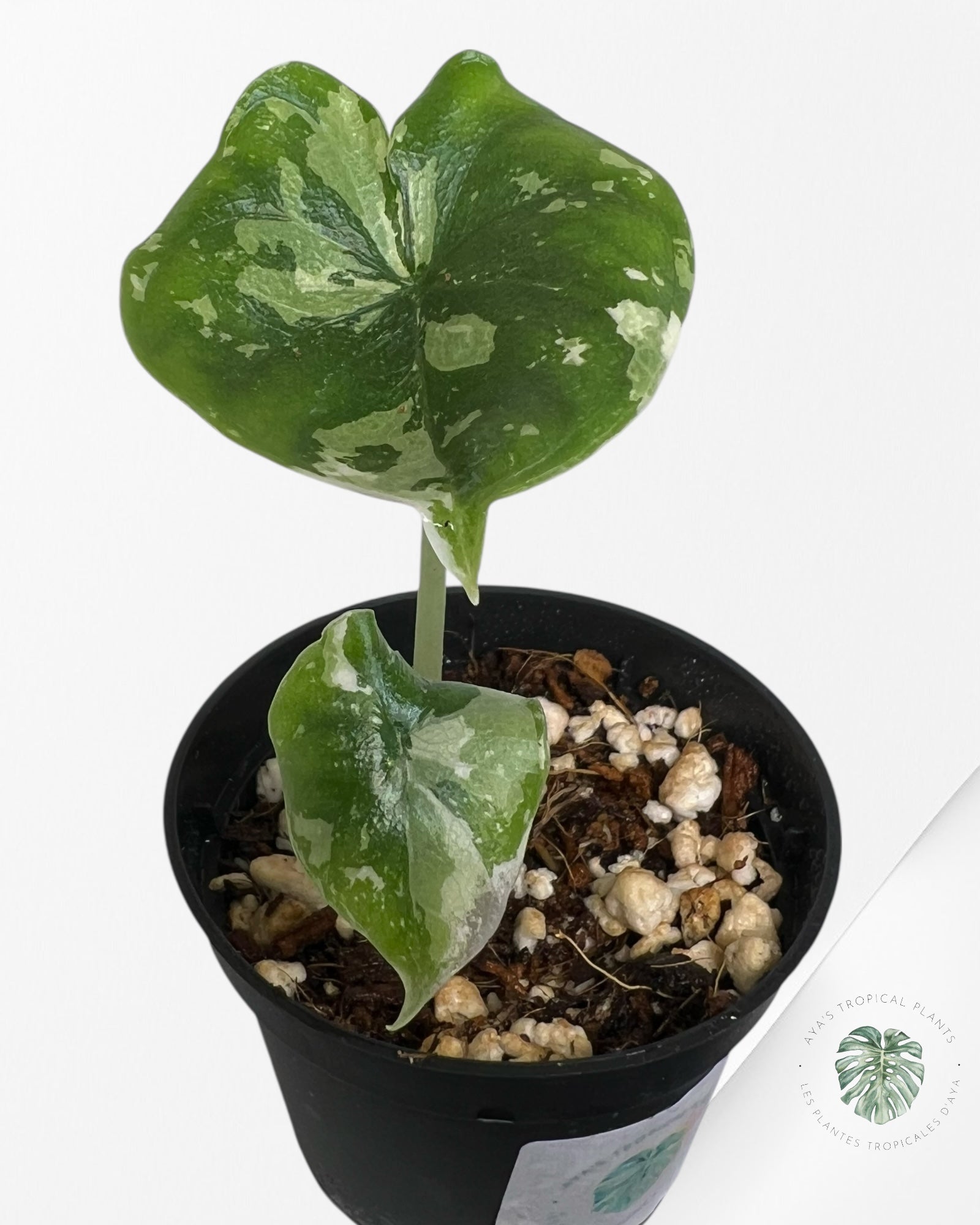 Alocasia Melo Variegated (Albo) - P60