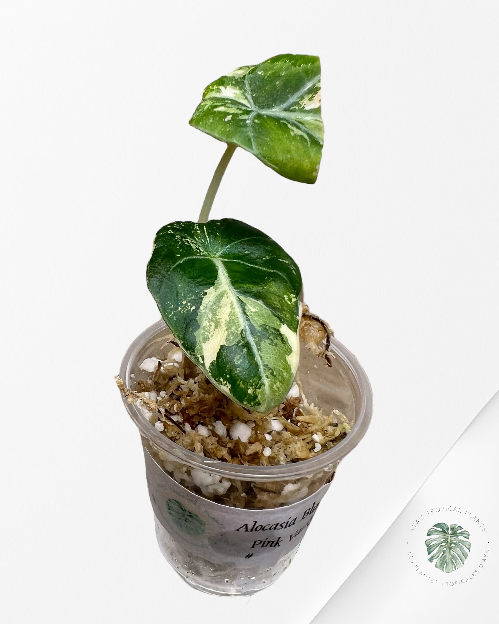 Alocasia Black Velvet Pink Variegated - 22