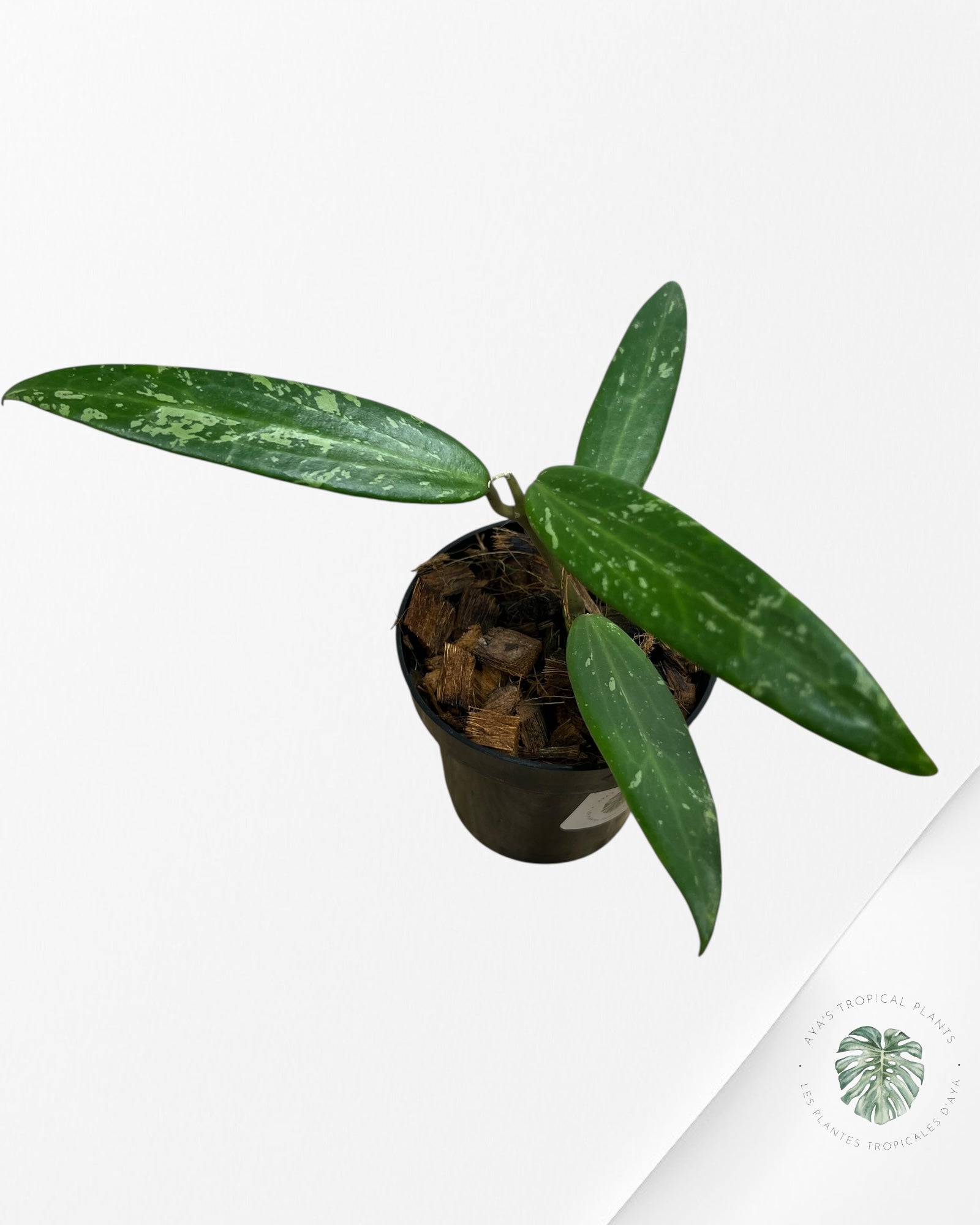 HOYA SP. SR 2007-13 (FROM LOEI PROVINCE)-F1