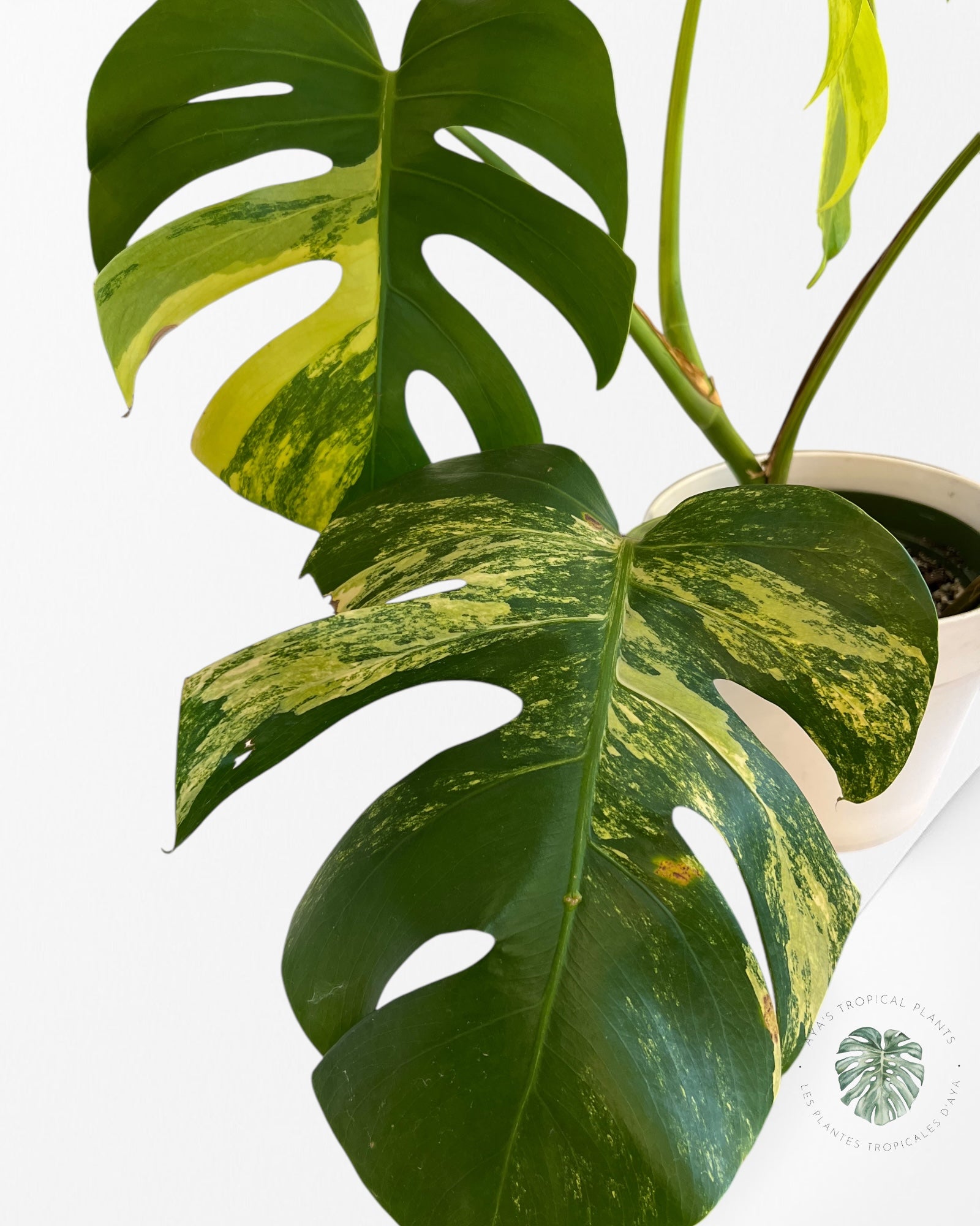 Monstera  Aurea - p003