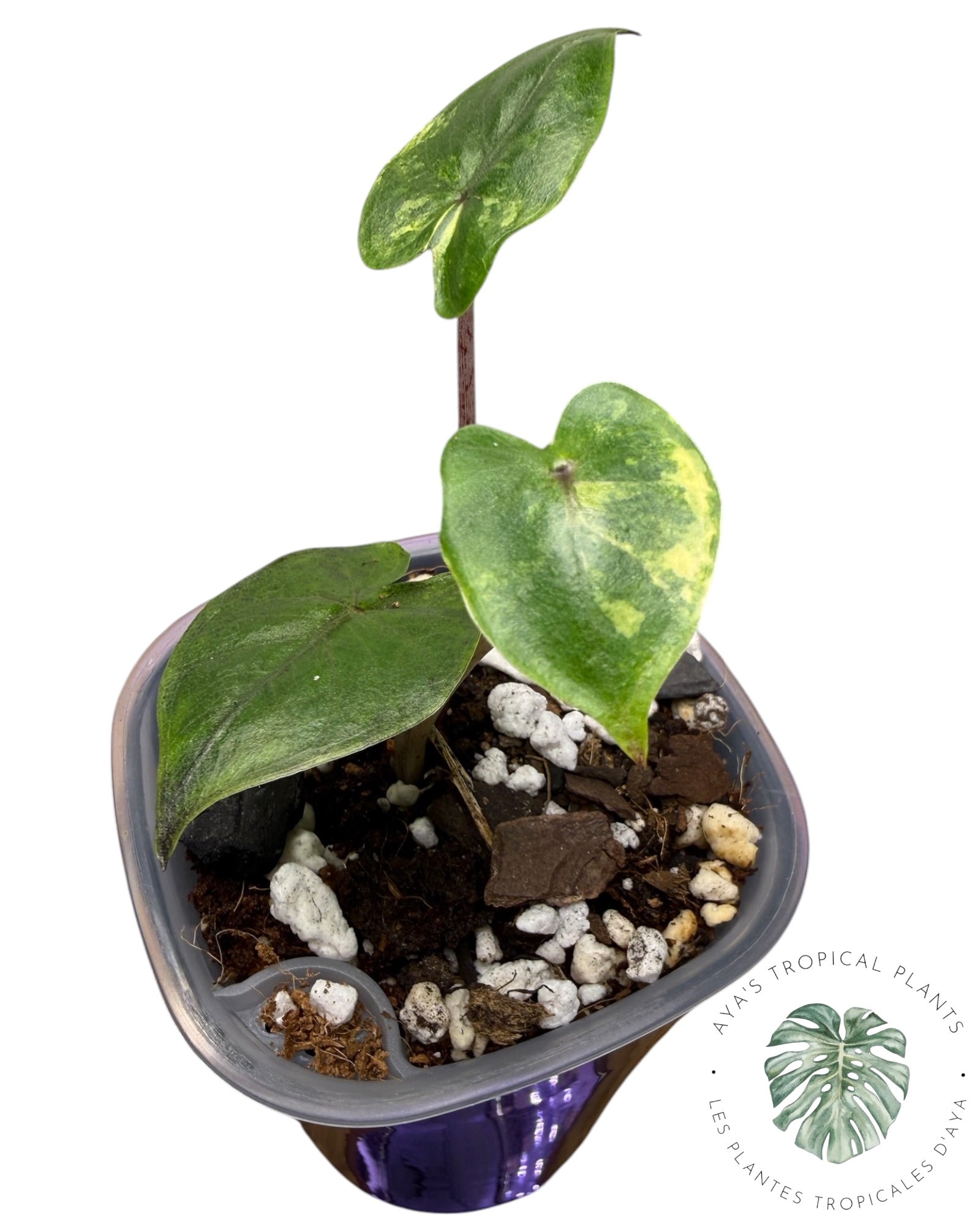 Alocasia Yucatan Aurea Panaché