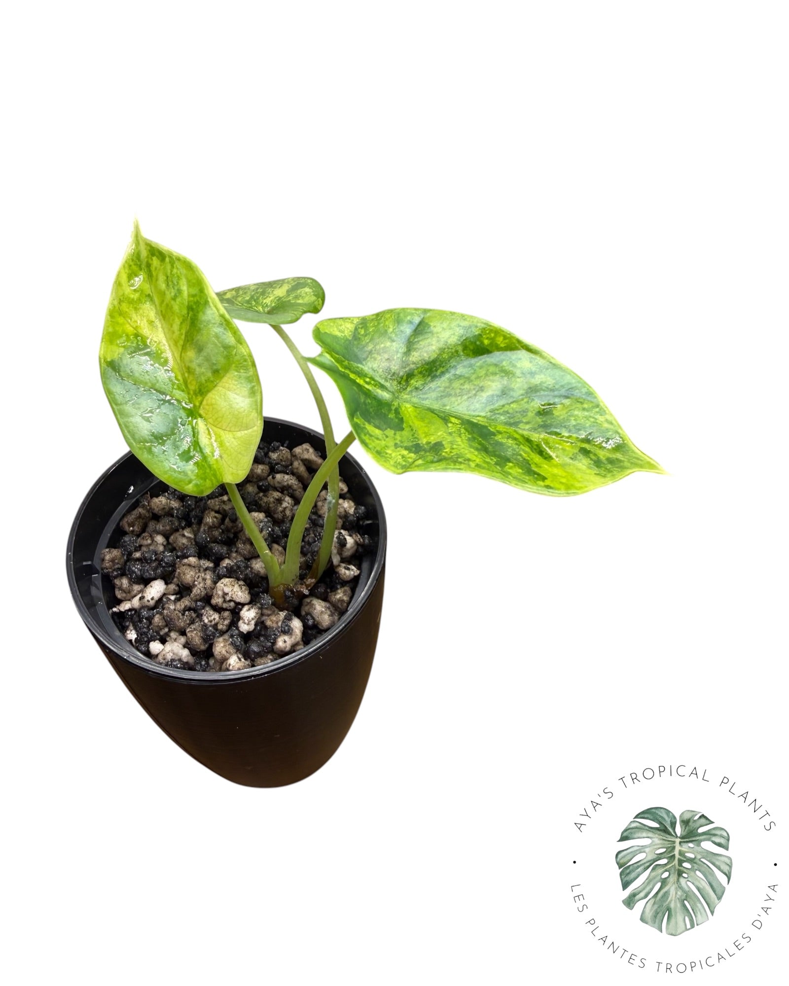 Alocasia Silver Dragon Aurea panaché