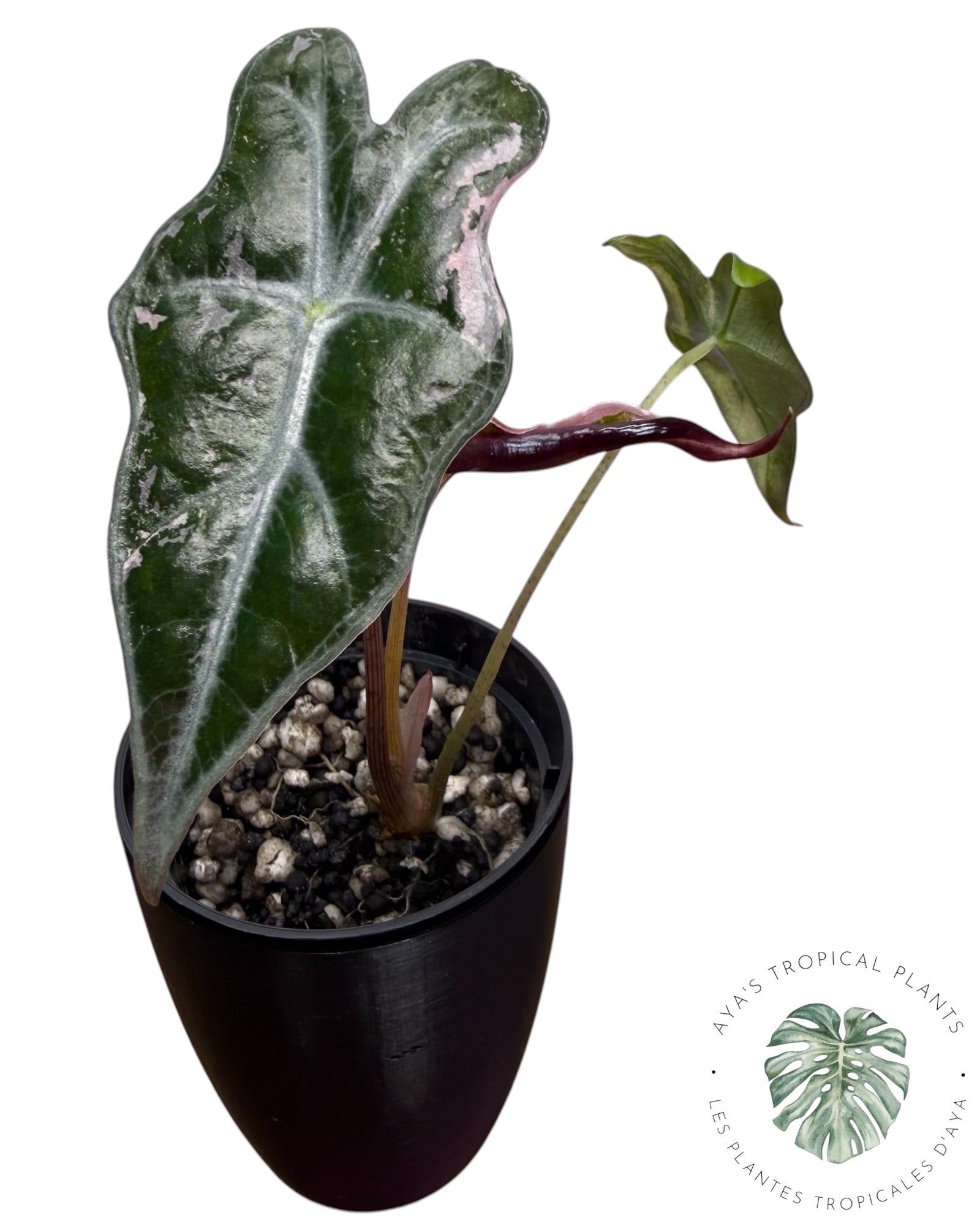Alocasia Nobilis Pink Variegated