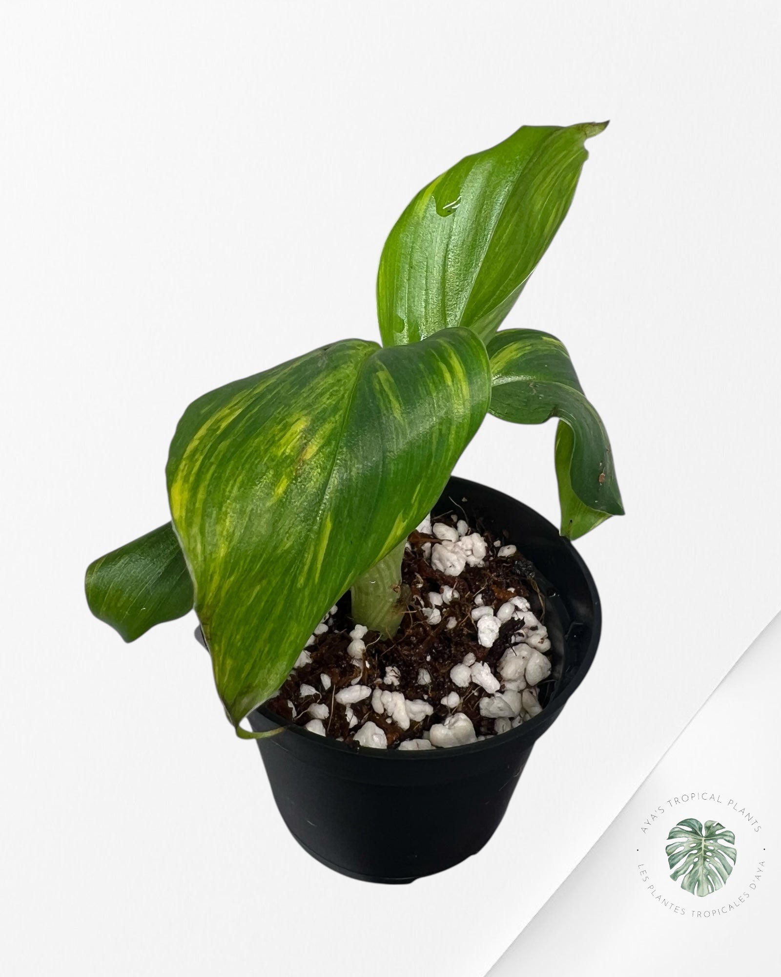 Banana Tree (Aurea) Variegated - TC3