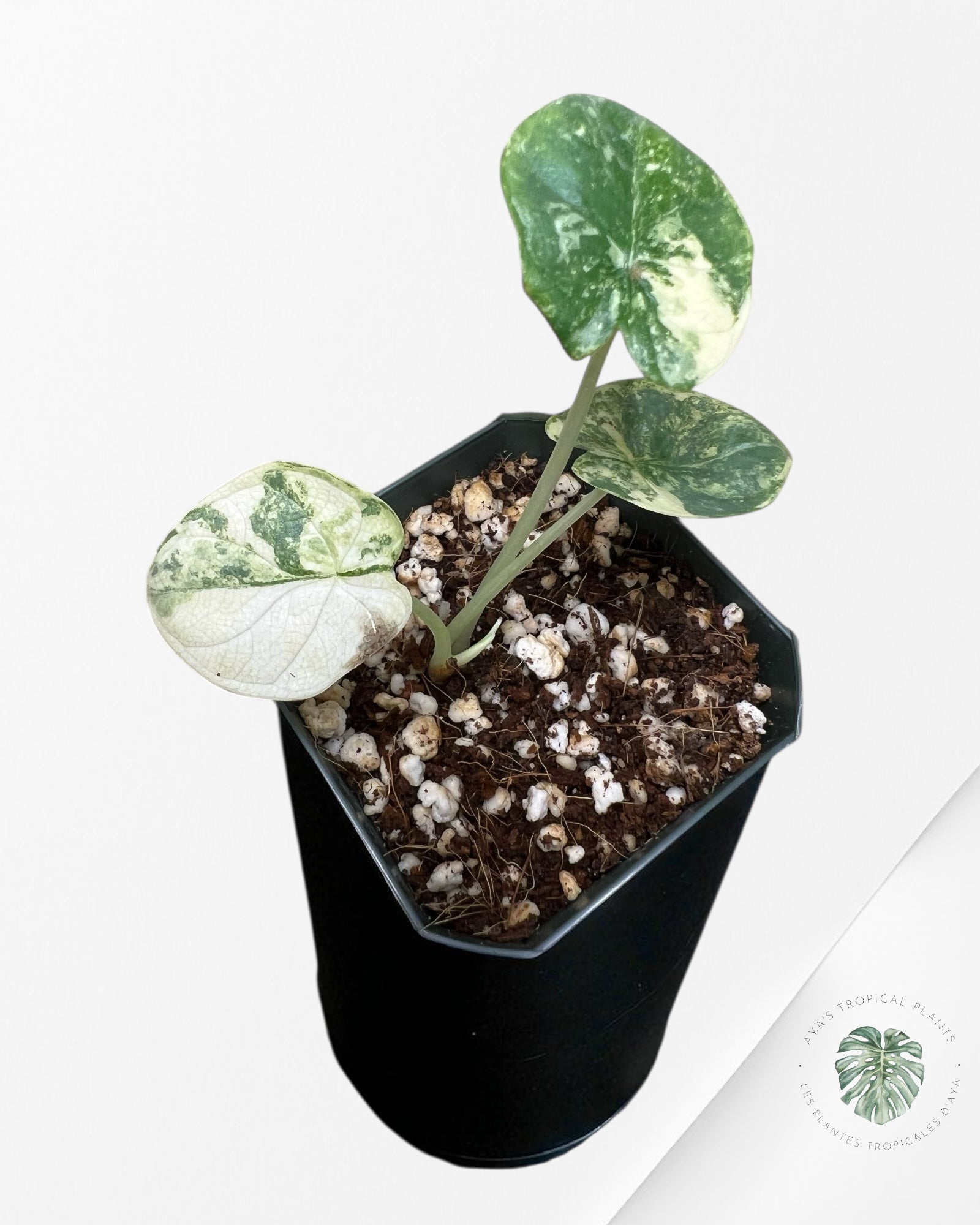 Alocasia Silver Dragon Variegated Aurea -GG