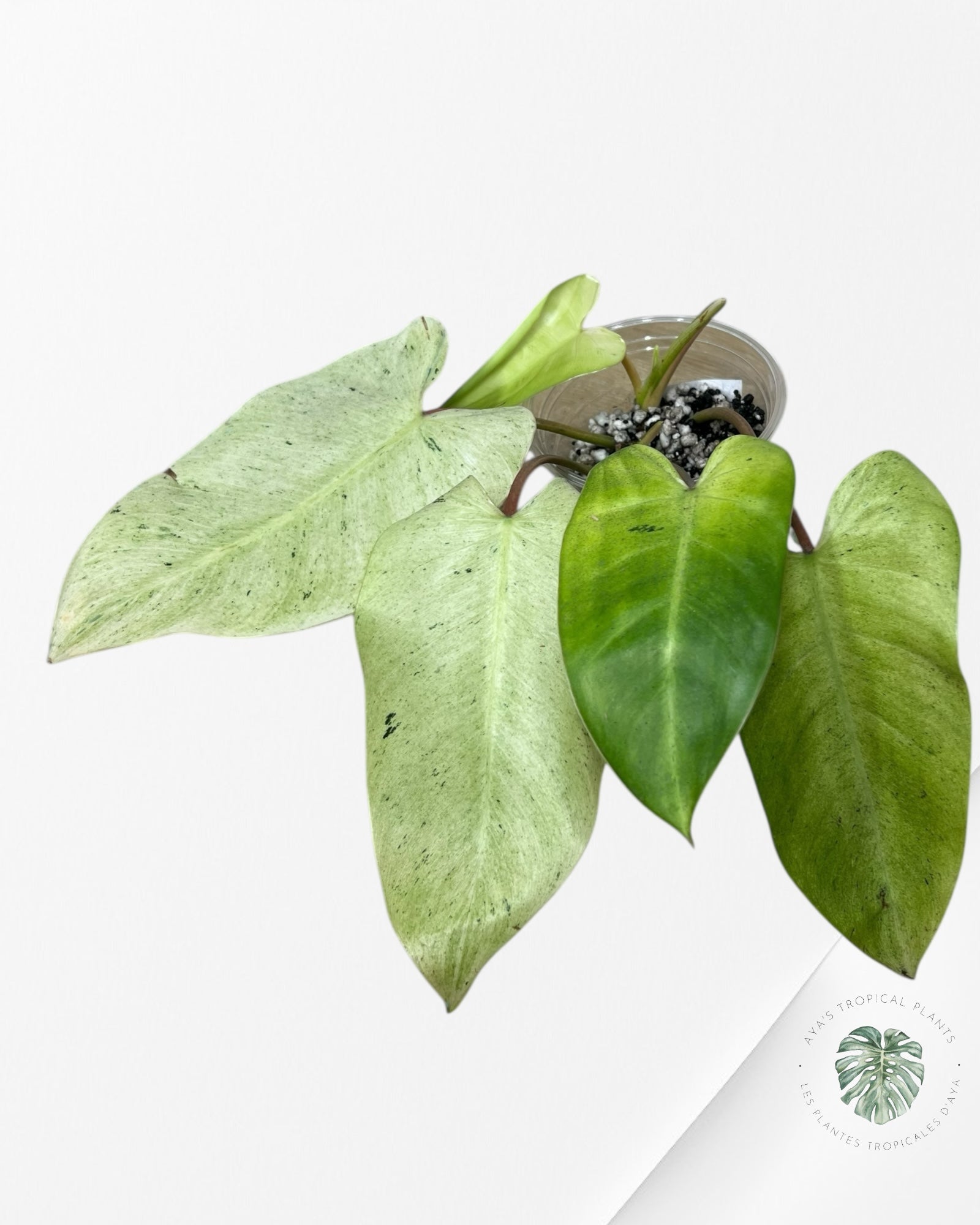 Philodendron Gadong Makoranda -PU83