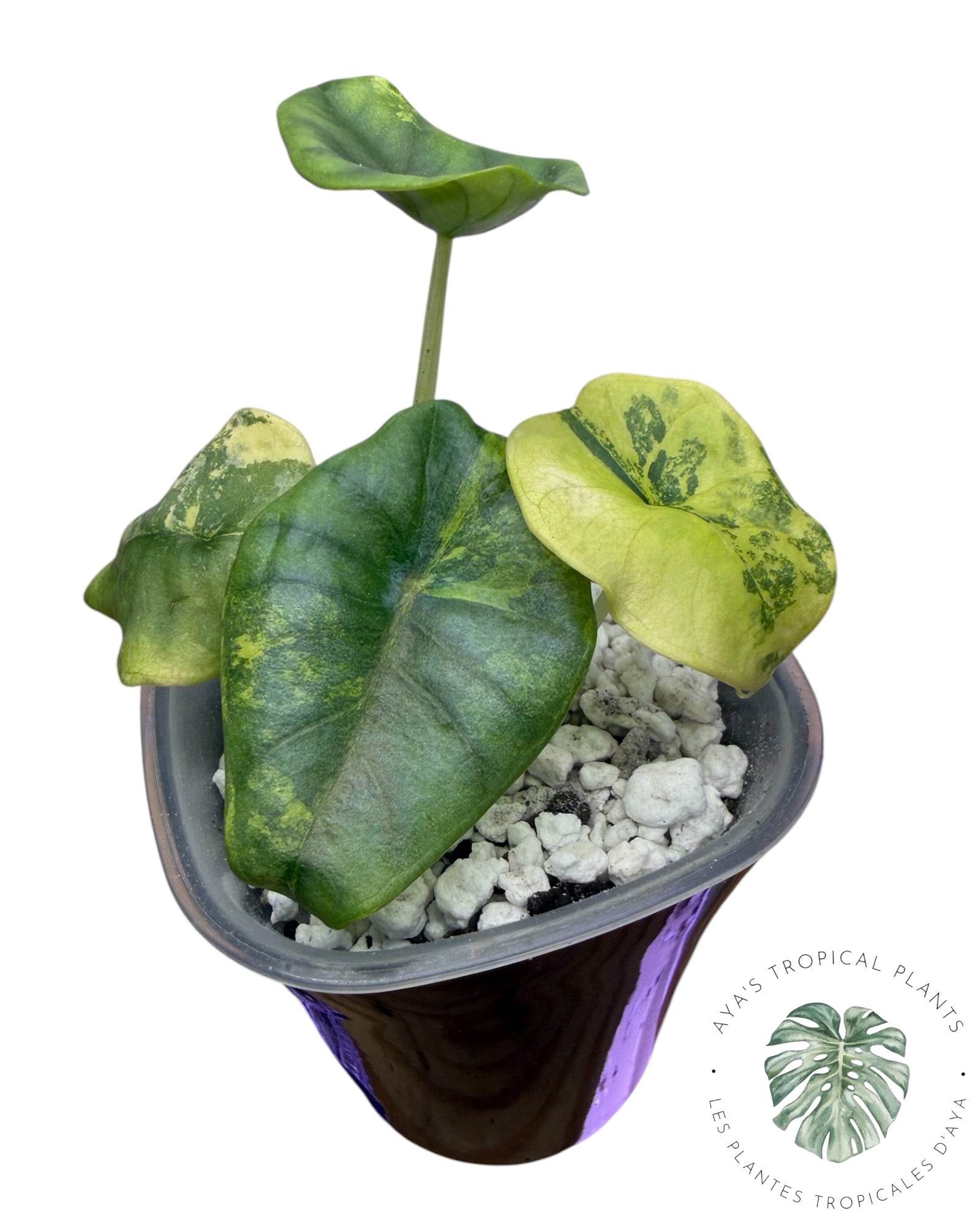 Alocasia Nebula Aurea Variegated