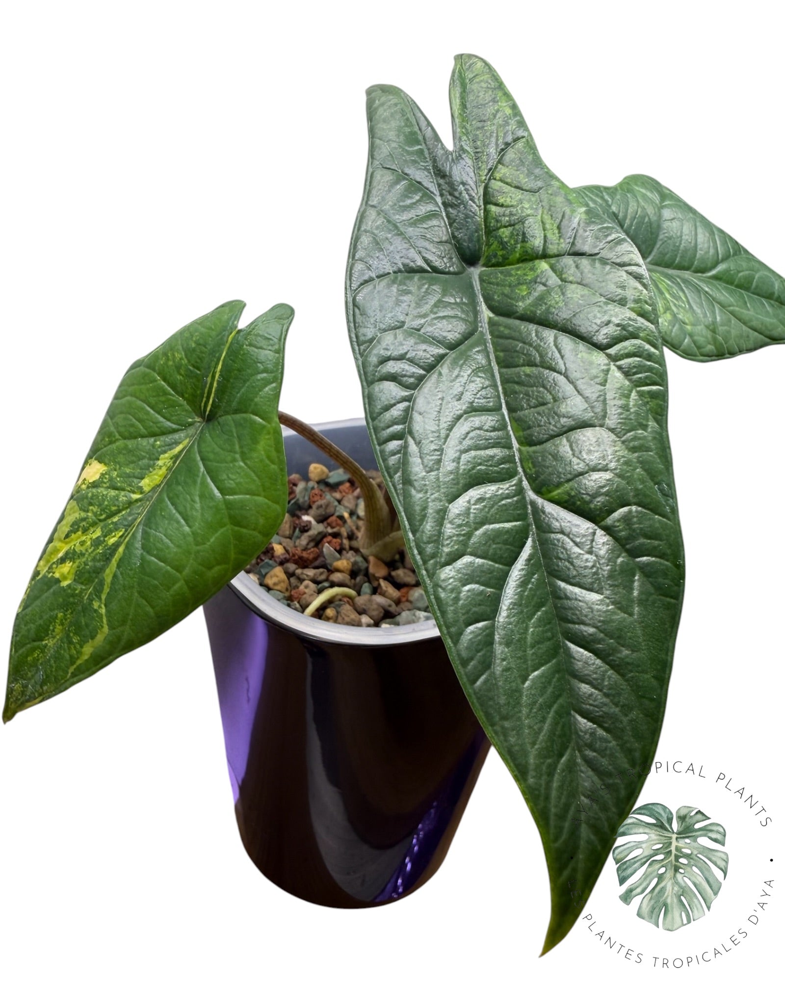 Alocasia Scalprum Aurea Variegated
