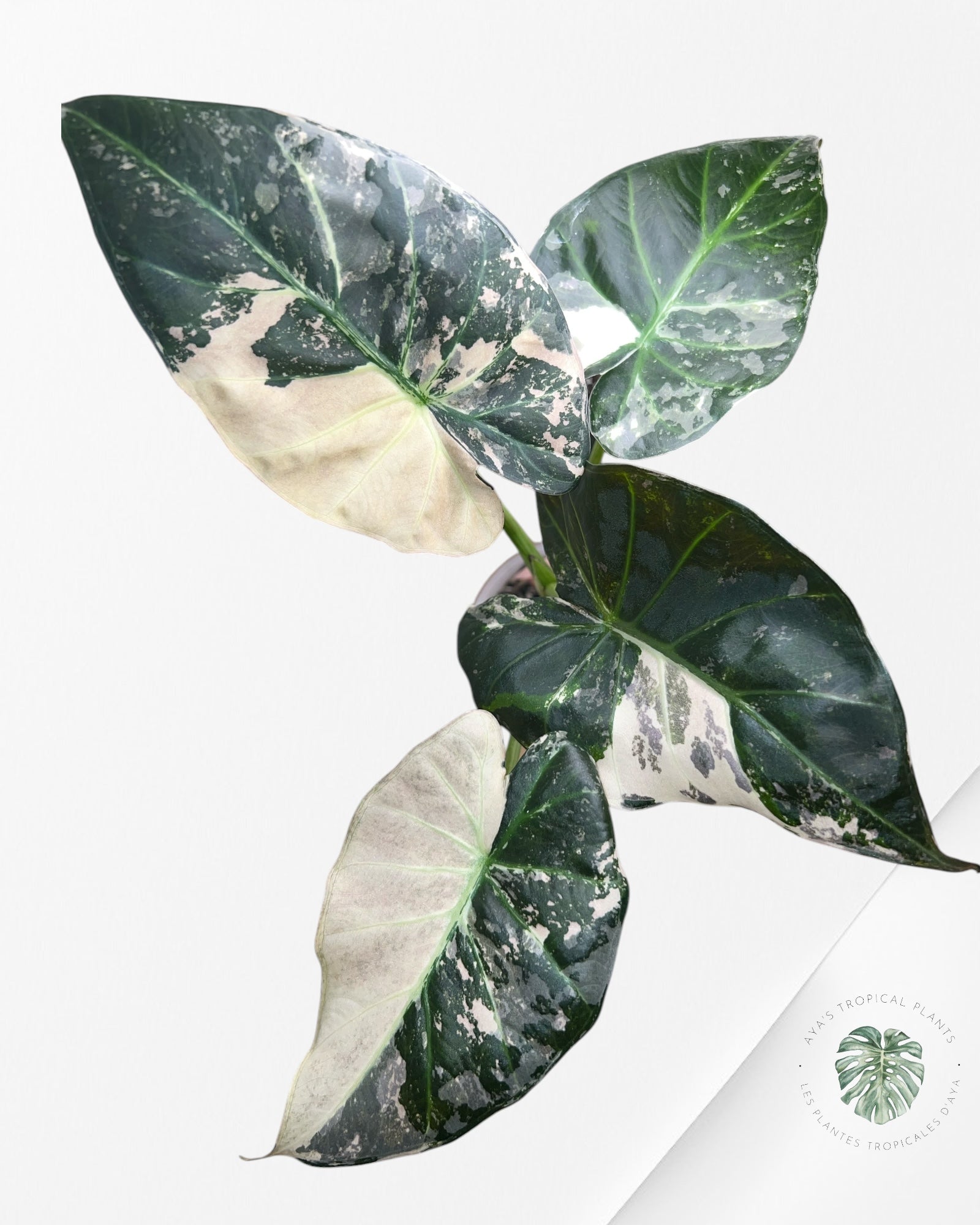 Alocasia Regal Shield Albo - 2