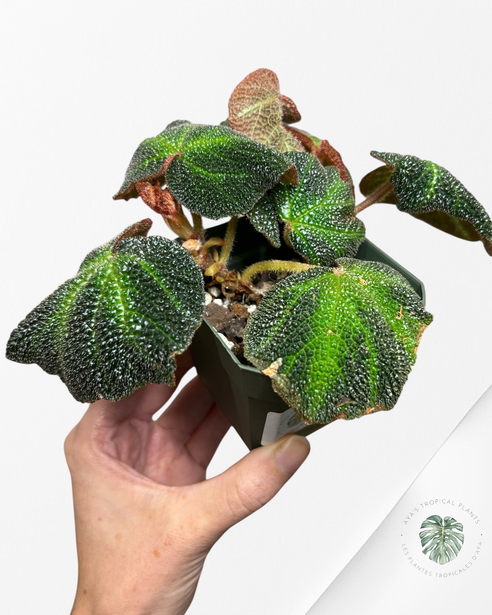 Begonia soli-mutata variegated - A