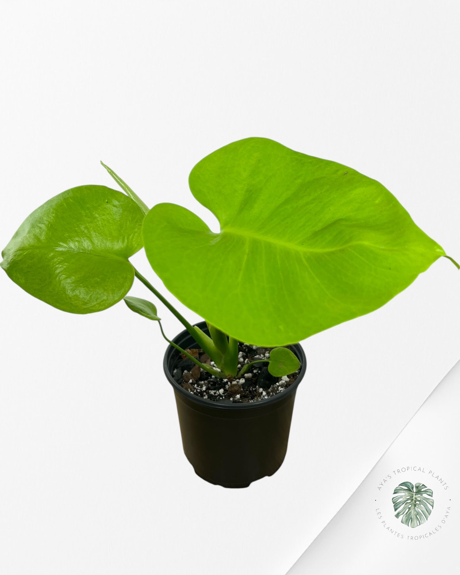 Monstera deliciosa 'Lemon Lime' - F4