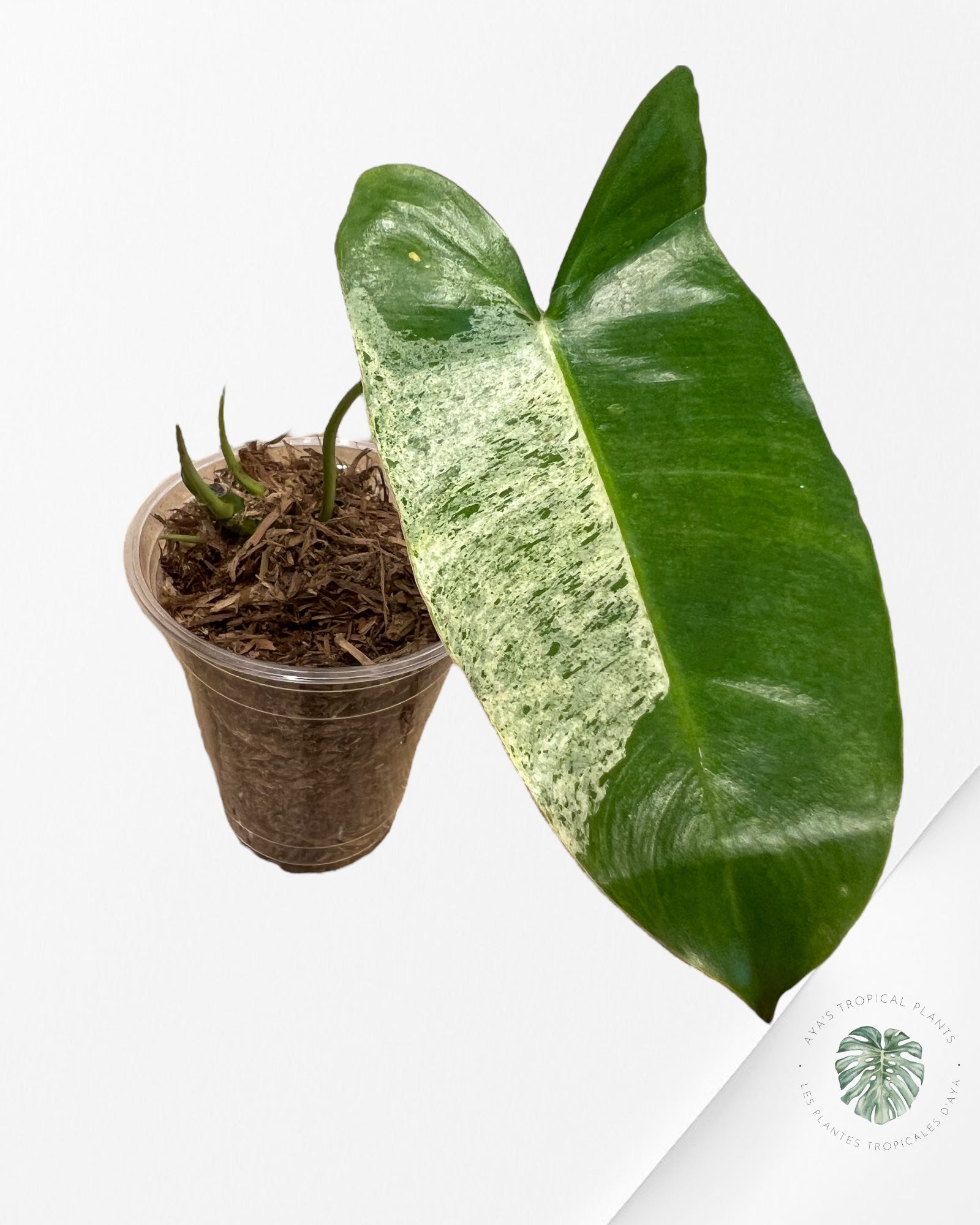 Philodendron Burle Marx Menthe - 100