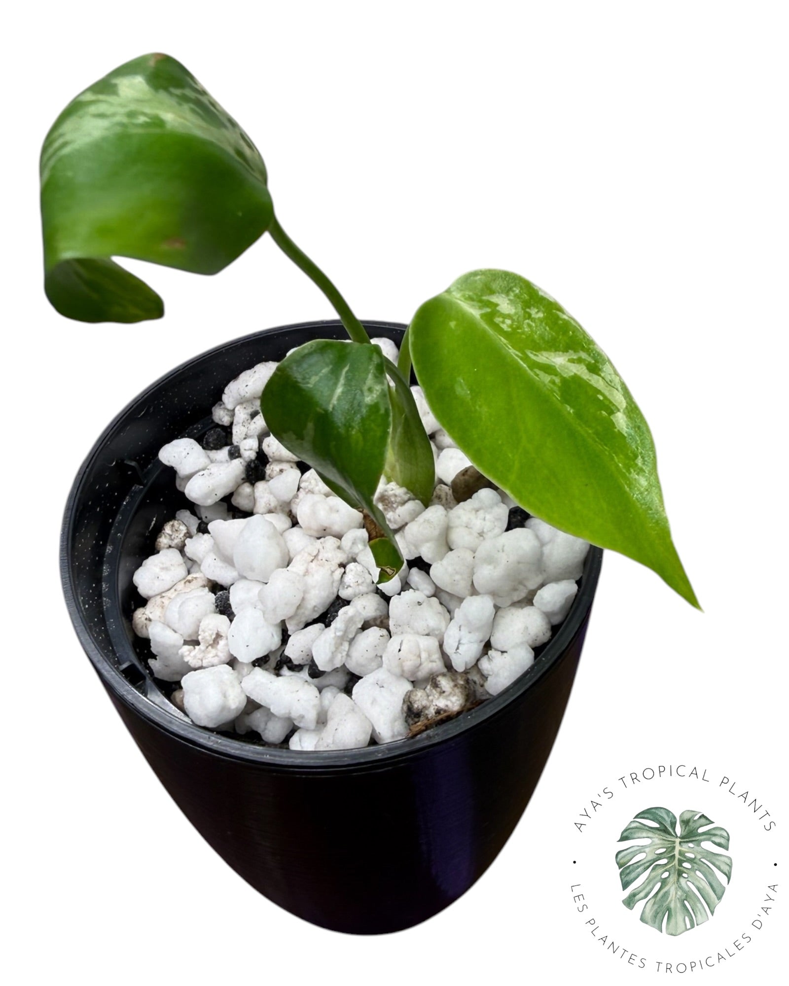 Monstera Deliciosa Bulbasaur