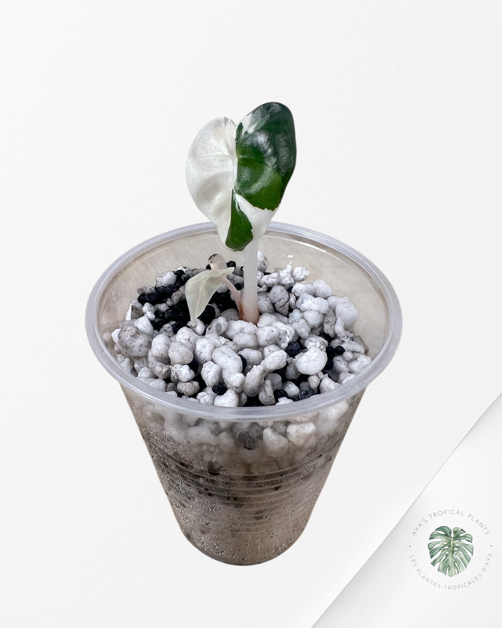 Alocasia Heart Balloon Pink Variegated - ME