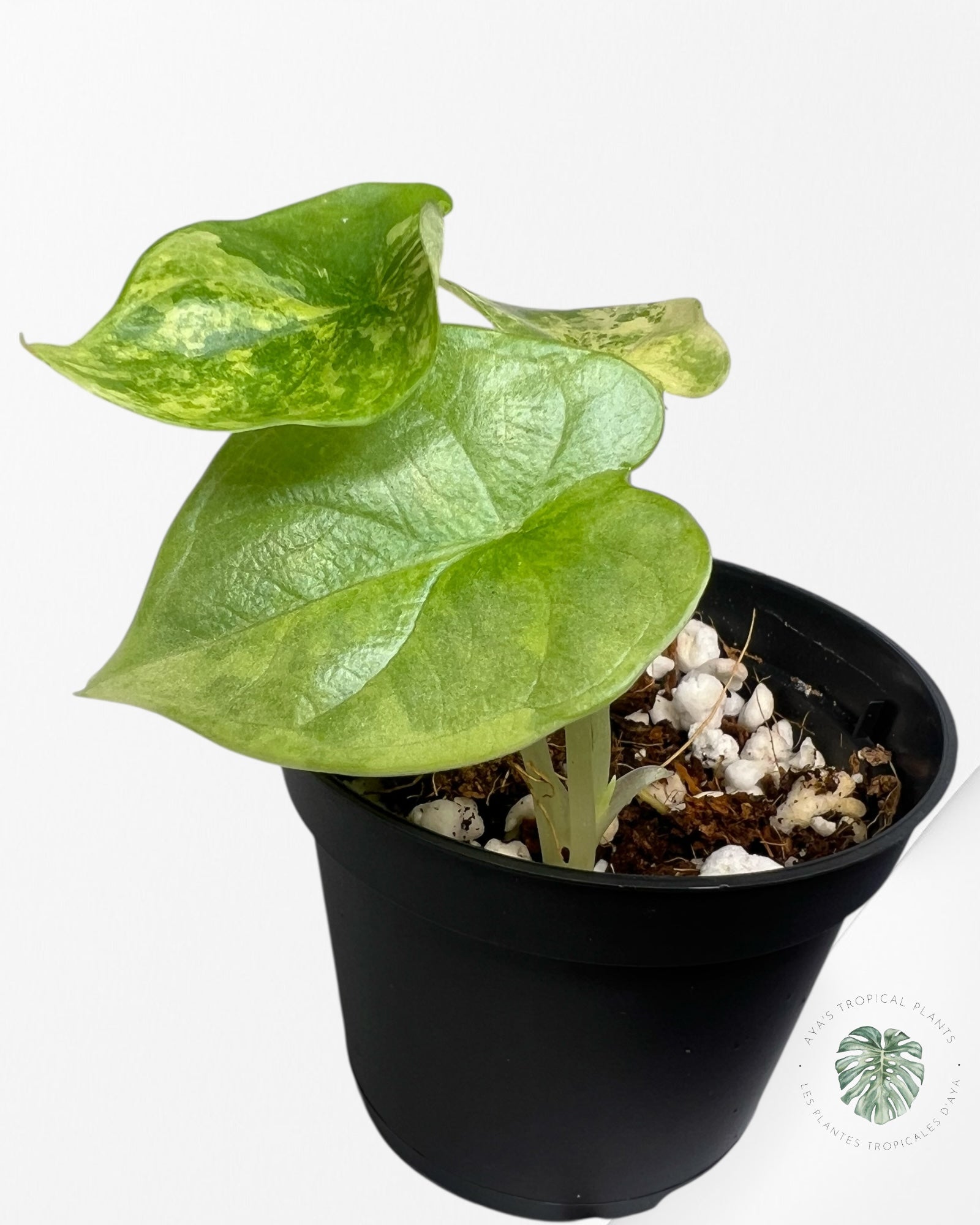 Alocasia Dragon Scale Variegated Aurea - TC8