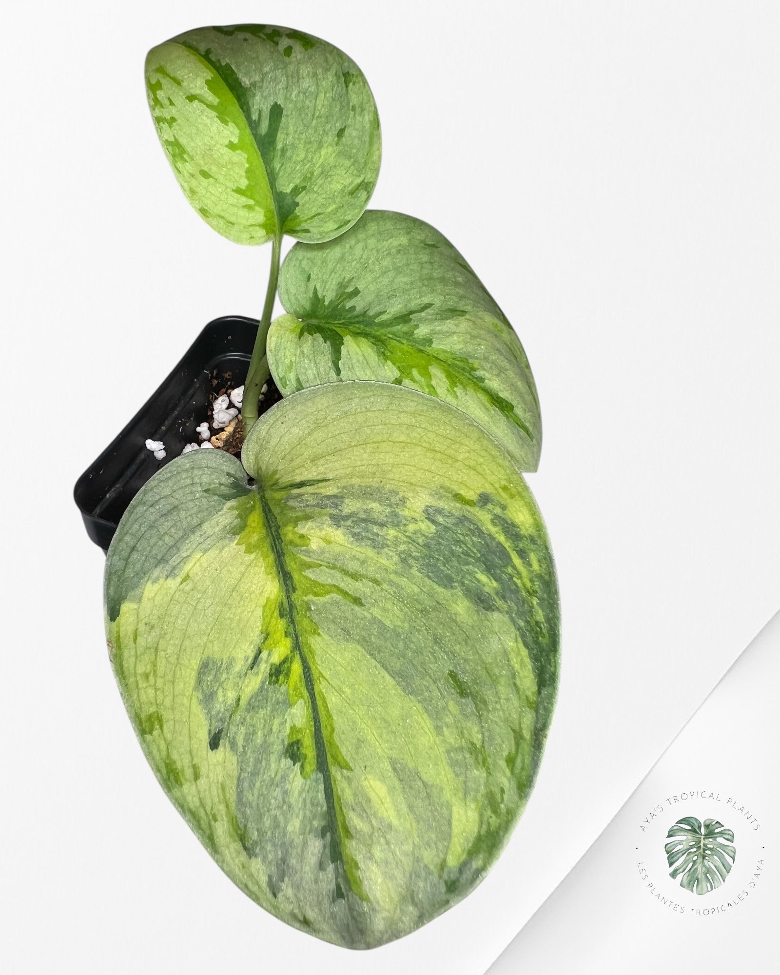 Scindapsus Yupa