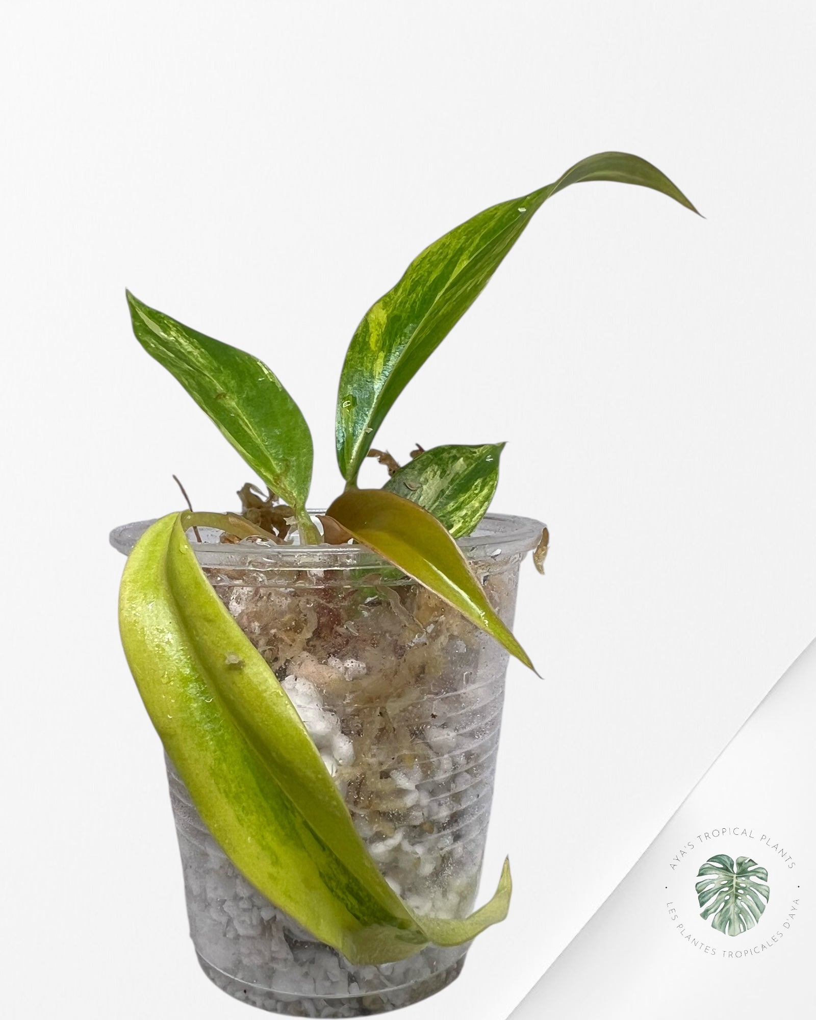 Philodendron Caramel Marble - TC5