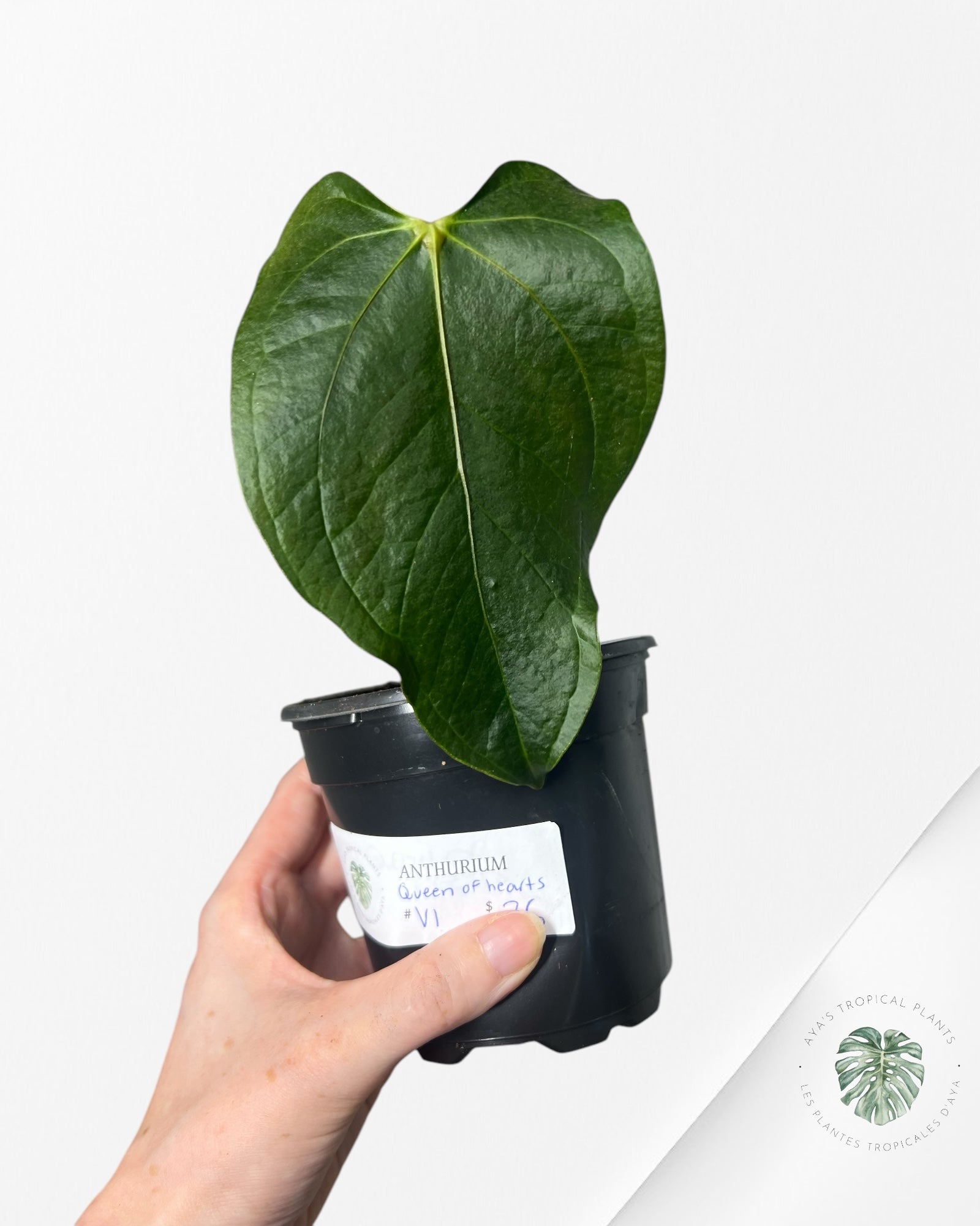 Anthurium Queen Of Hearts - V1