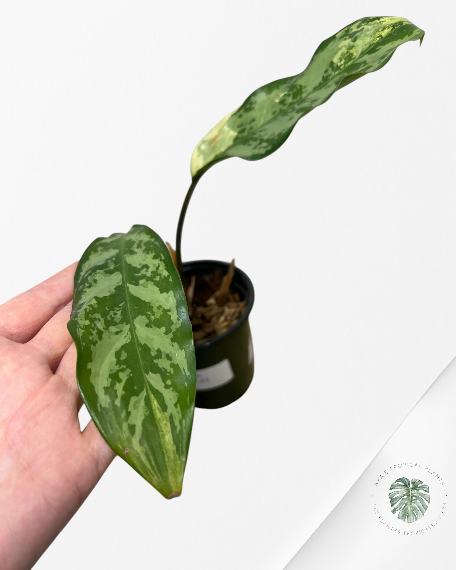 Fierté d'Aglaonema Manille - AMP50