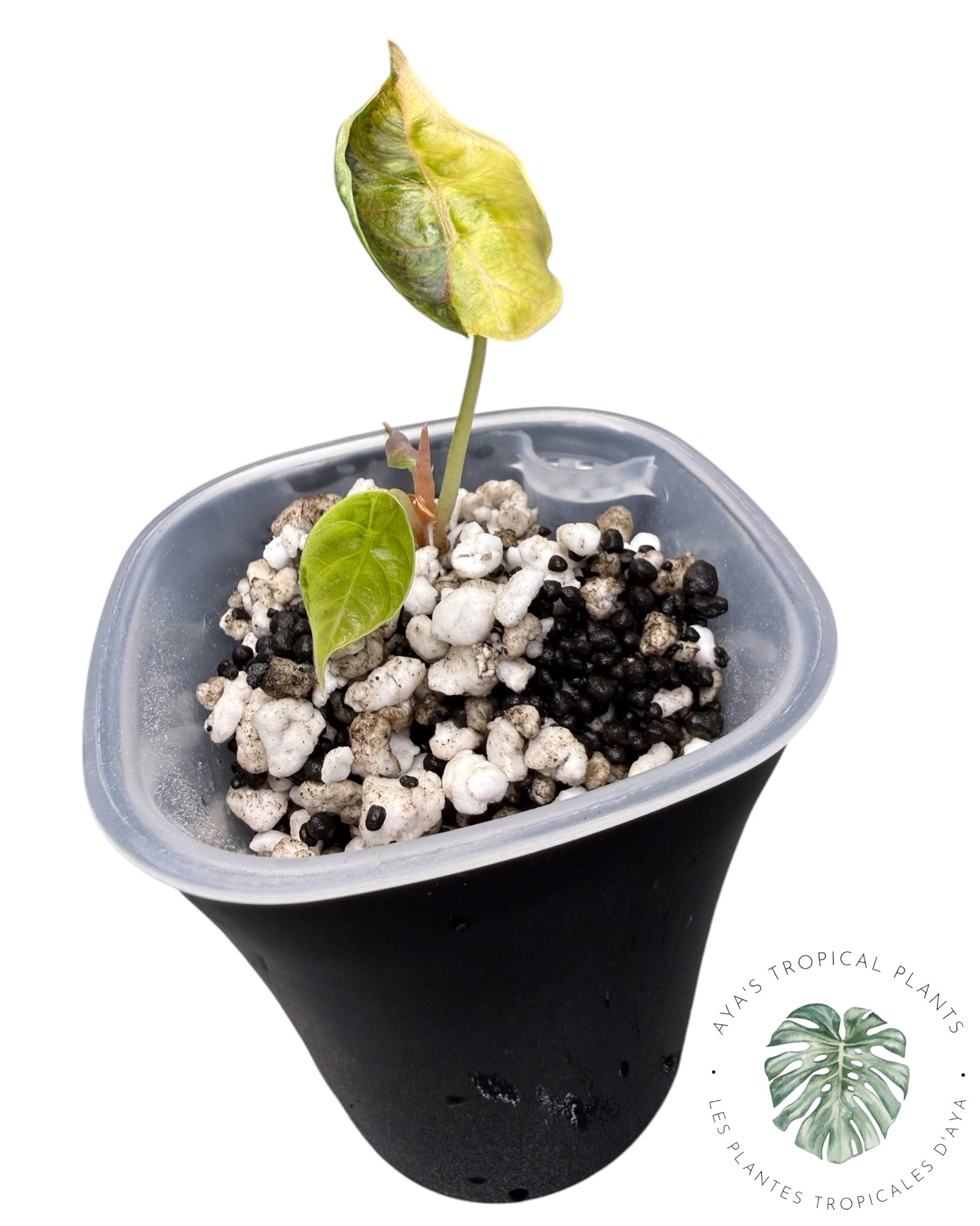 Alocasia Azlanii Gold / Aurea