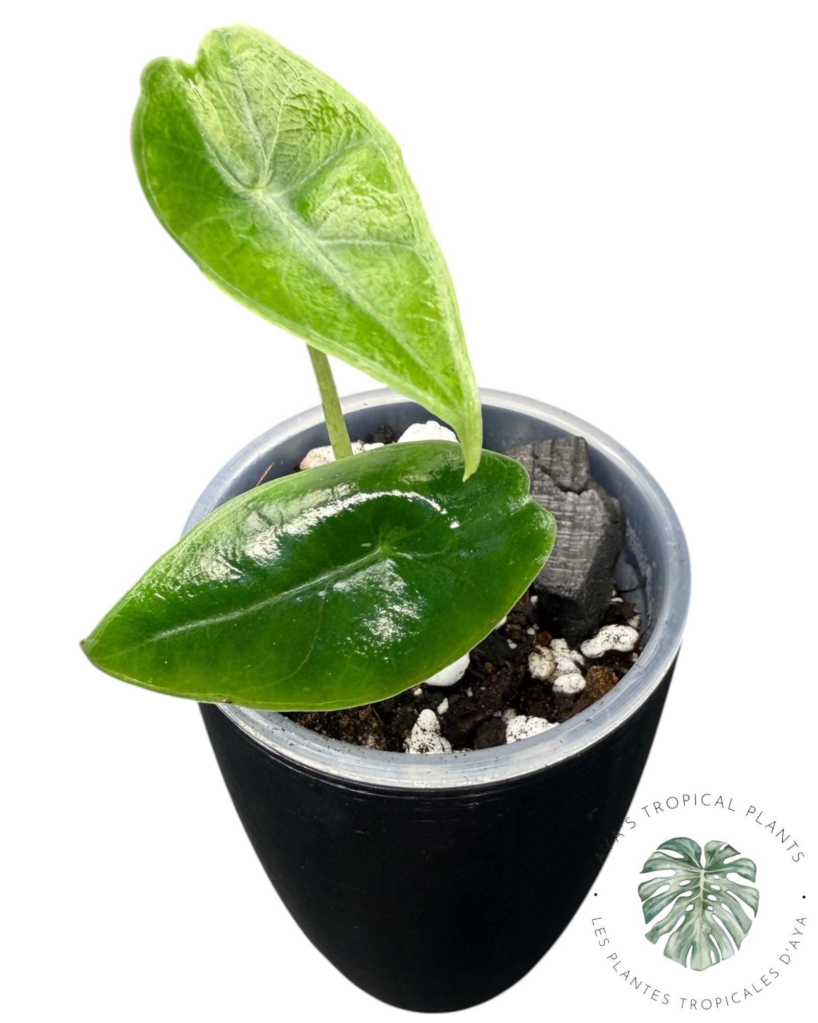 Alocasia Longiloba Purple