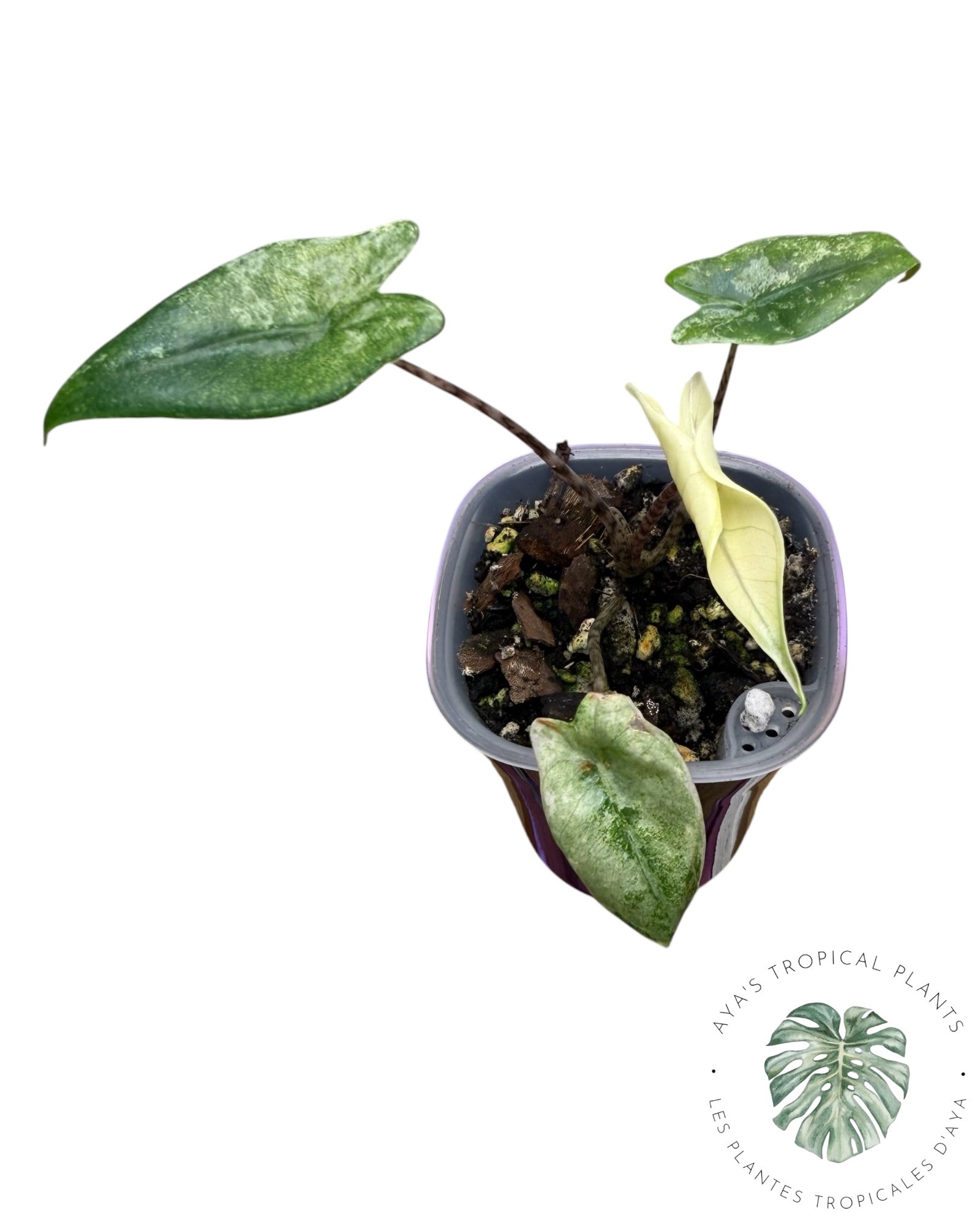 Alocasia Zebrina Mint