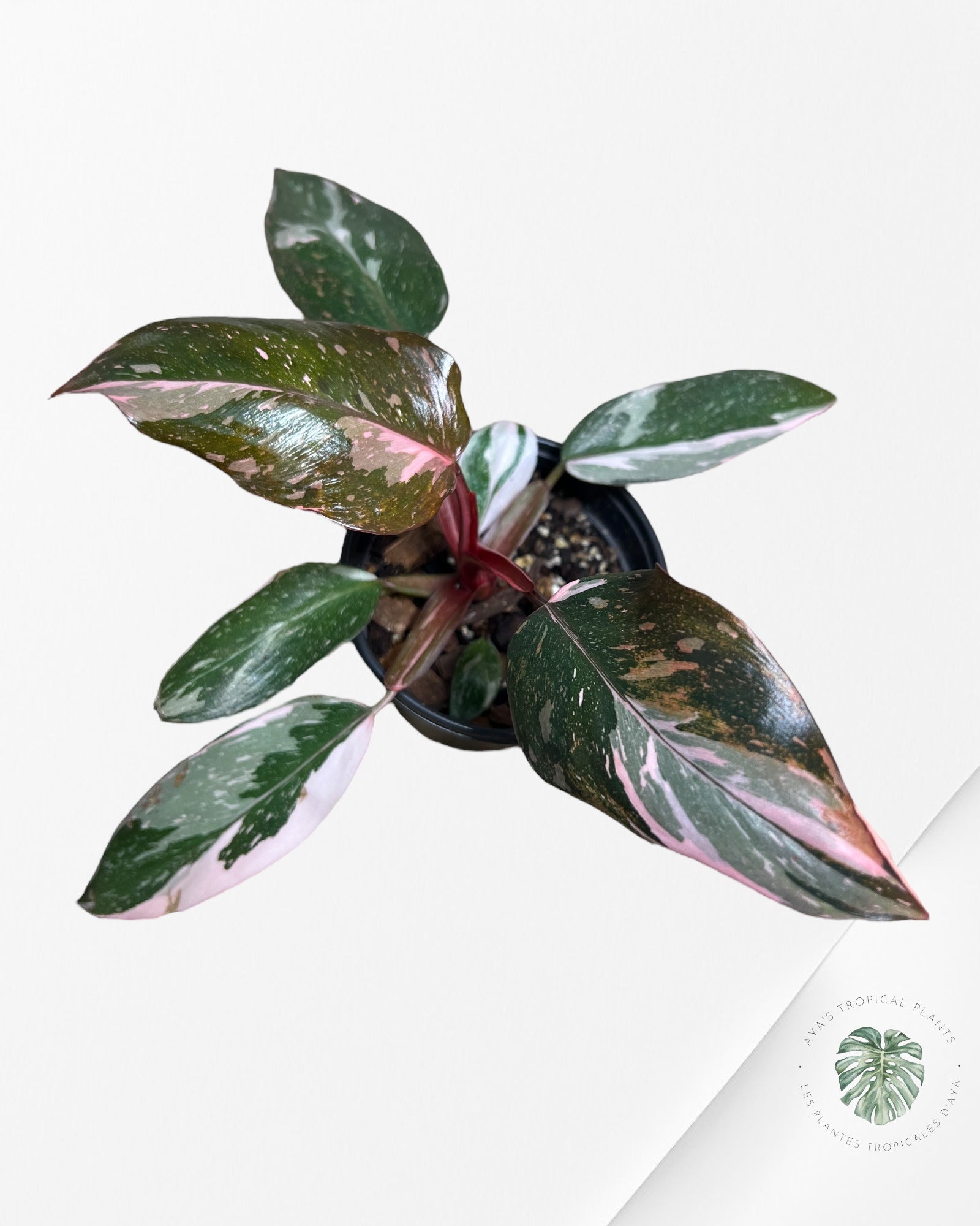 Philodendron Pink Princess Marble-PPM5