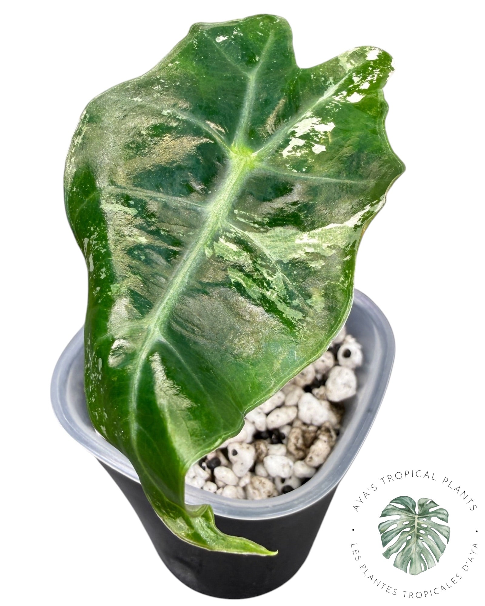Alocasia Polly Pink Snowflake