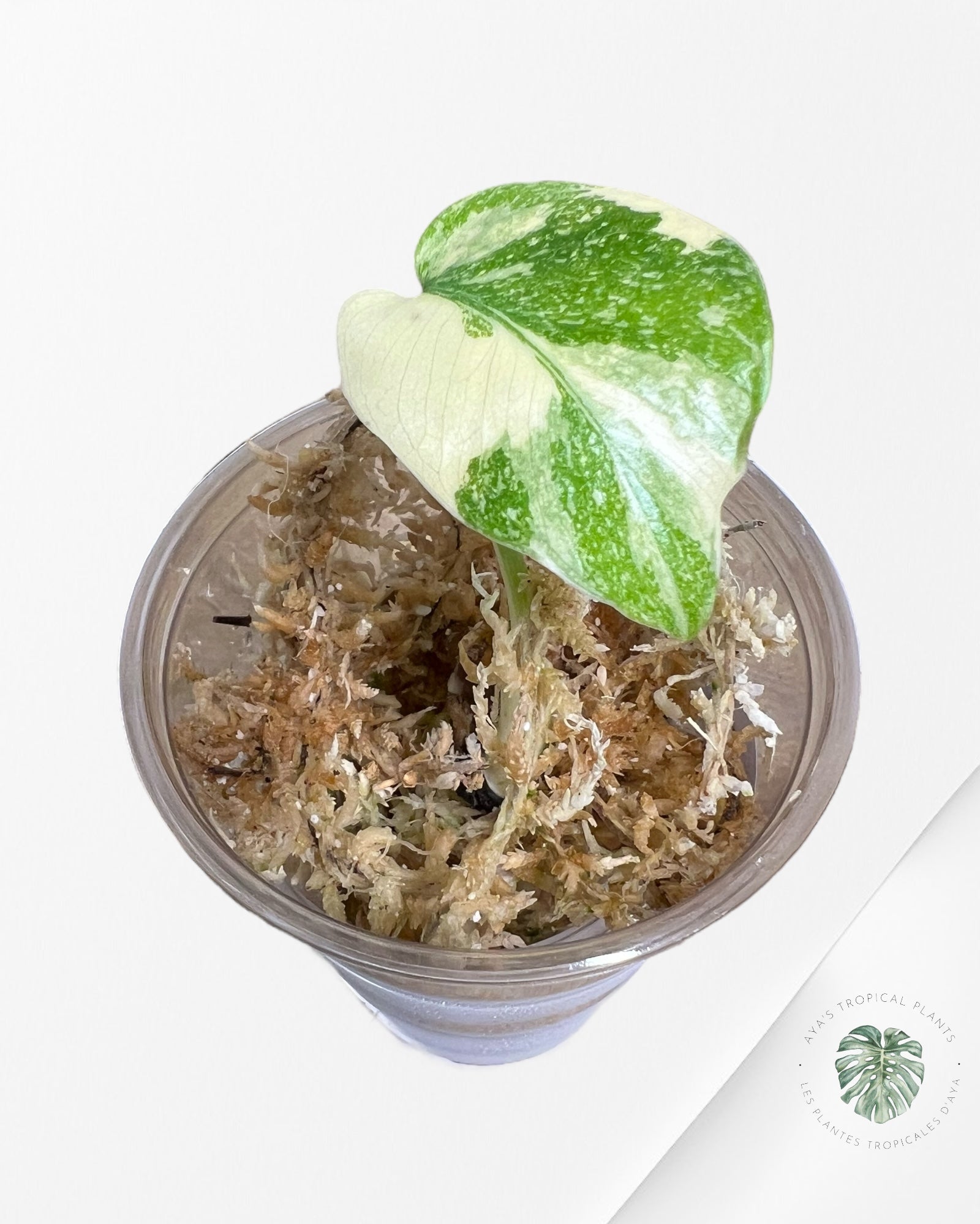 Monstera Thai Constellation Creme Brûlée (Grade A) - TC03